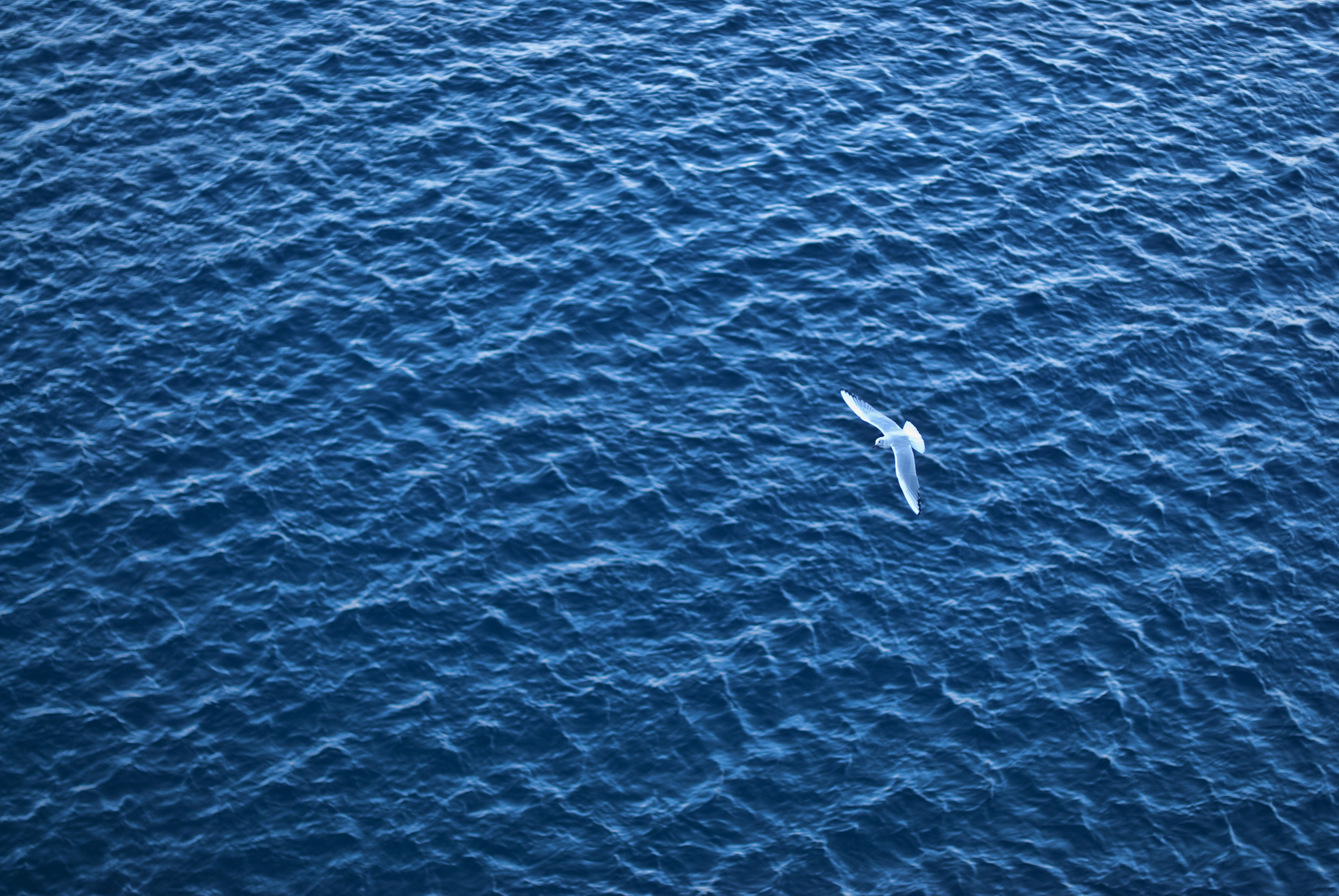 sea, bird, ripples, ripple, minimalism, flight HD wallpaper