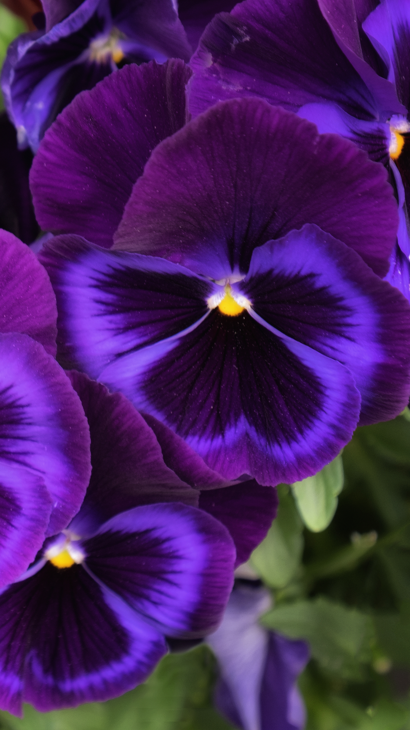 PCデスクトップにフラワーズ, パンジー, 花, 地球, 紫色の花画像を無料でダウンロード