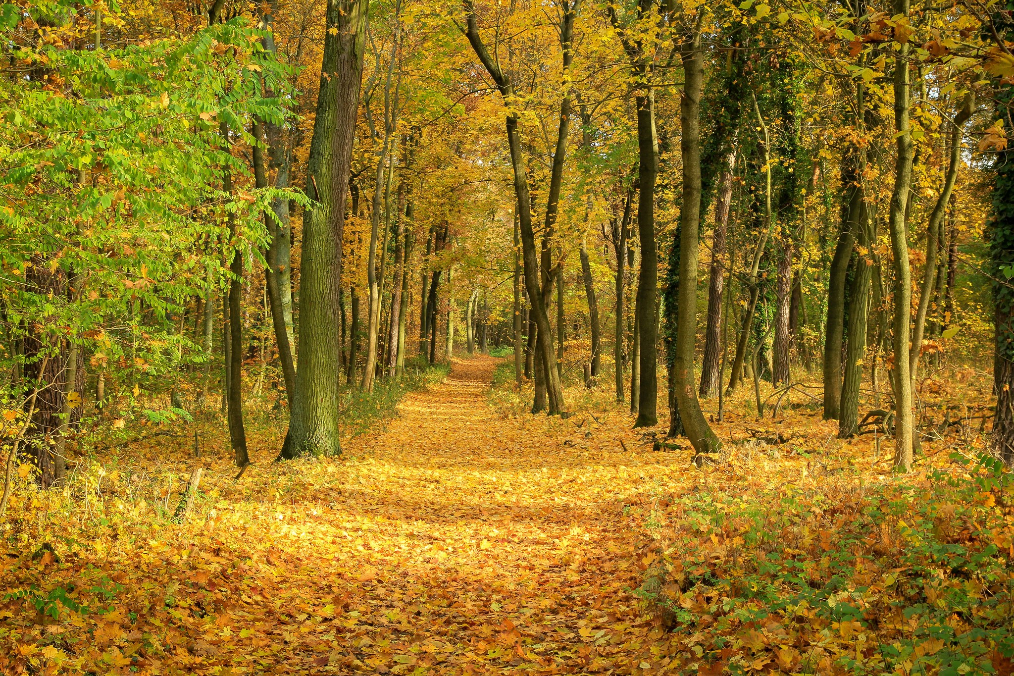 PCデスクトップに秋, 葉, 道, 森, 地球画像を無料でダウンロード