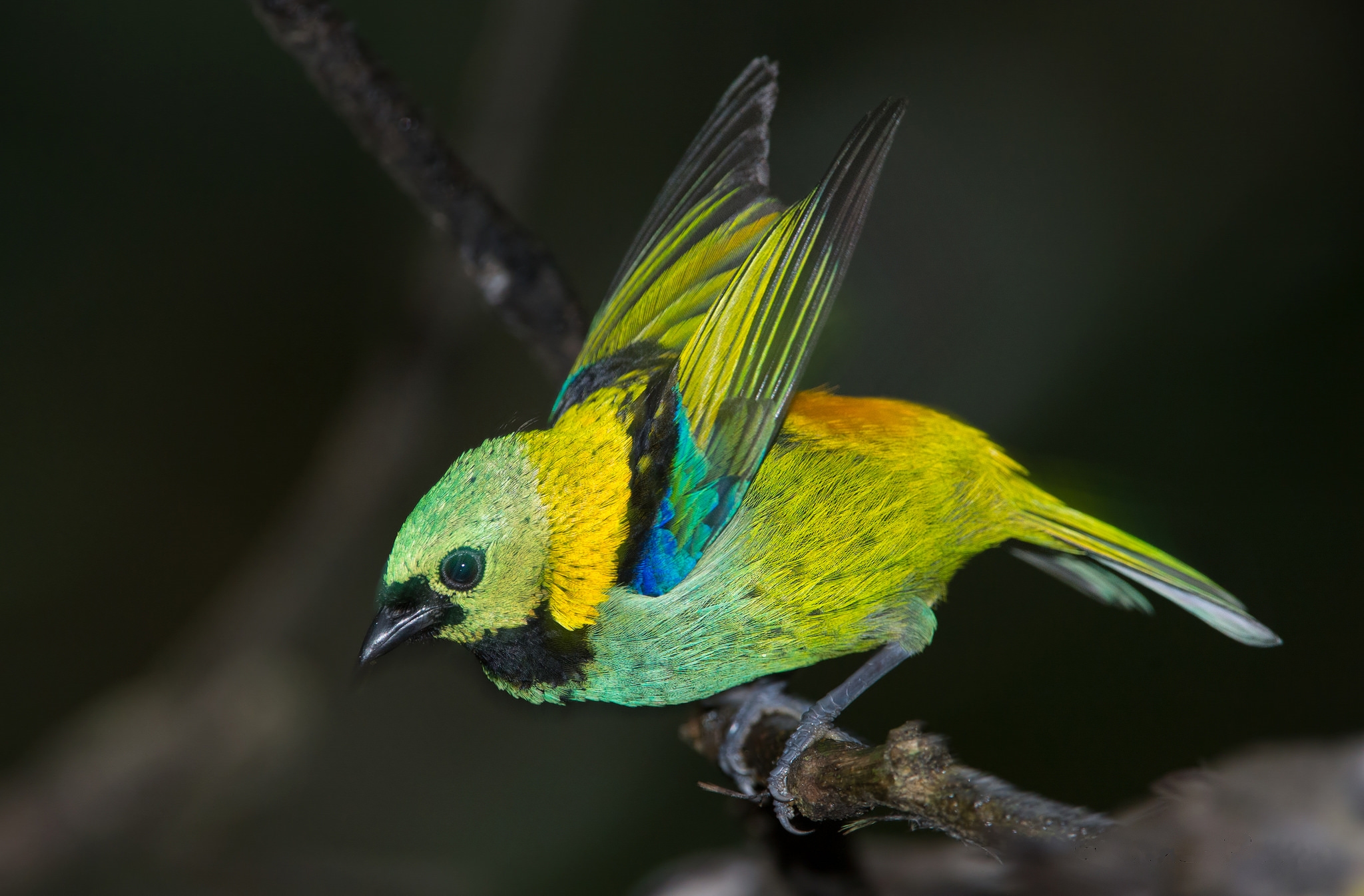 animal, tanager, bird, colorful, eastern tanager, birds