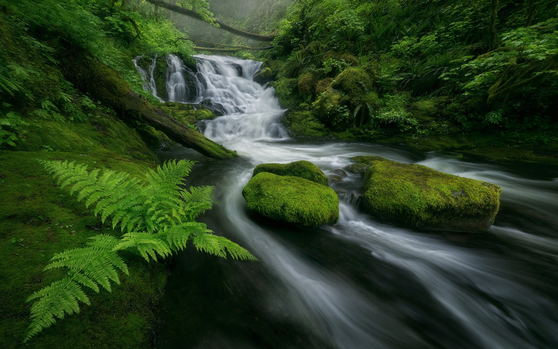 Download mobile wallpaper Waterfalls, Waterfall, Fern, Forest, Earth, Moss, Stream, Greenery for free.