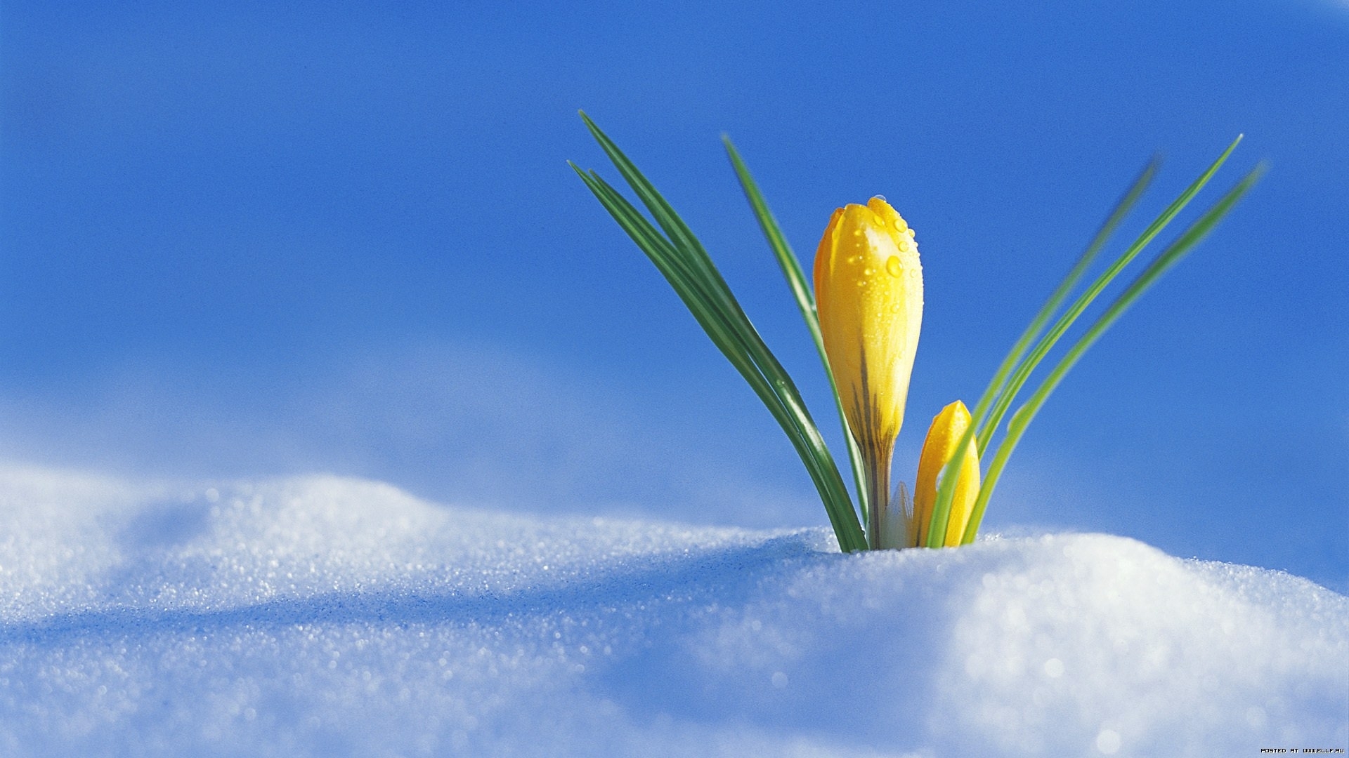 Скачать обои бесплатно Снег, Цветы, Растения картинка на рабочий стол ПК