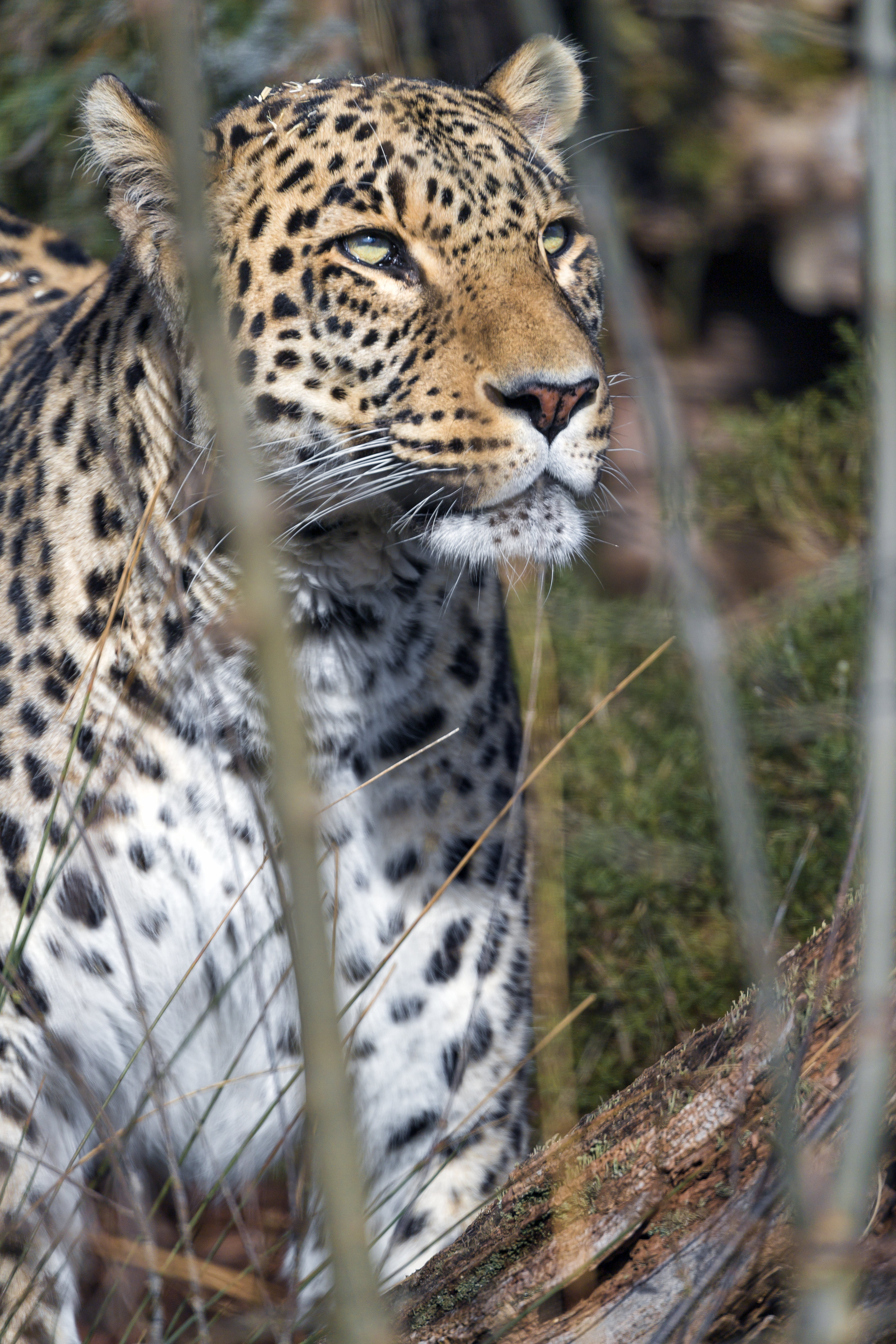 Handy-Wallpaper Leopard, Predator, Big Cat, Sicht, Raubtier, Meinung, Tiere, Große Katze kostenlos herunterladen.