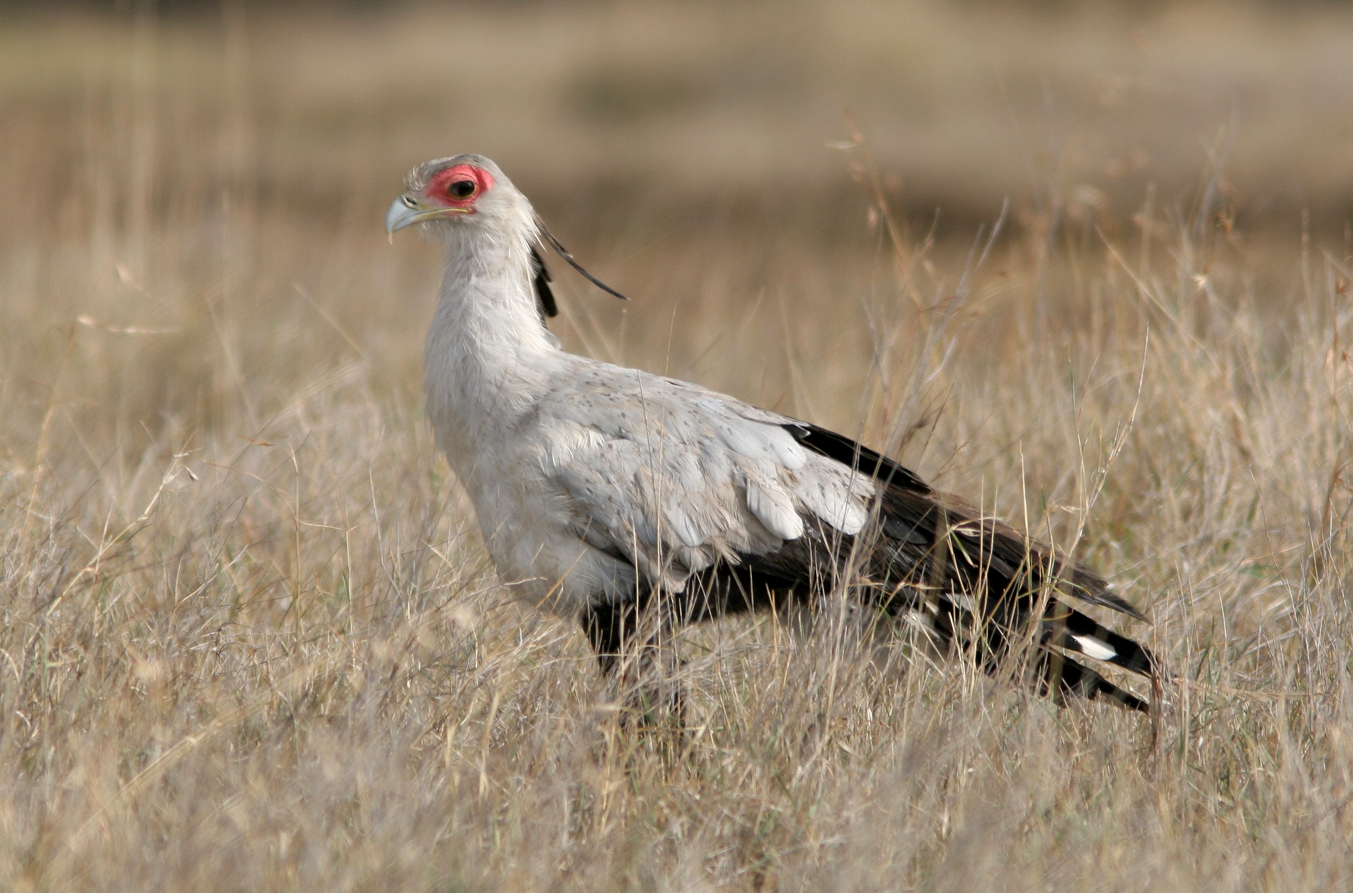 Baixe gratuitamente a imagem Animais, Aves, Pássaro na área de trabalho do seu PC