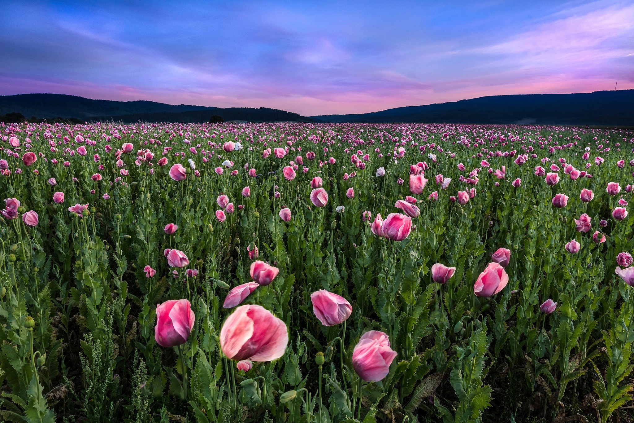 Handy-Wallpaper Natur, Blumen, Mohn, Sommer, Blume, Feld, Erde/natur, Pinke Blume kostenlos herunterladen.