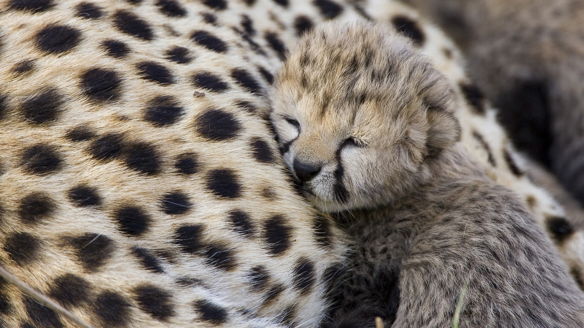 Download mobile wallpaper Cheetah, Animal, Sleeping, Cute, Baby Animal, Cub for free.