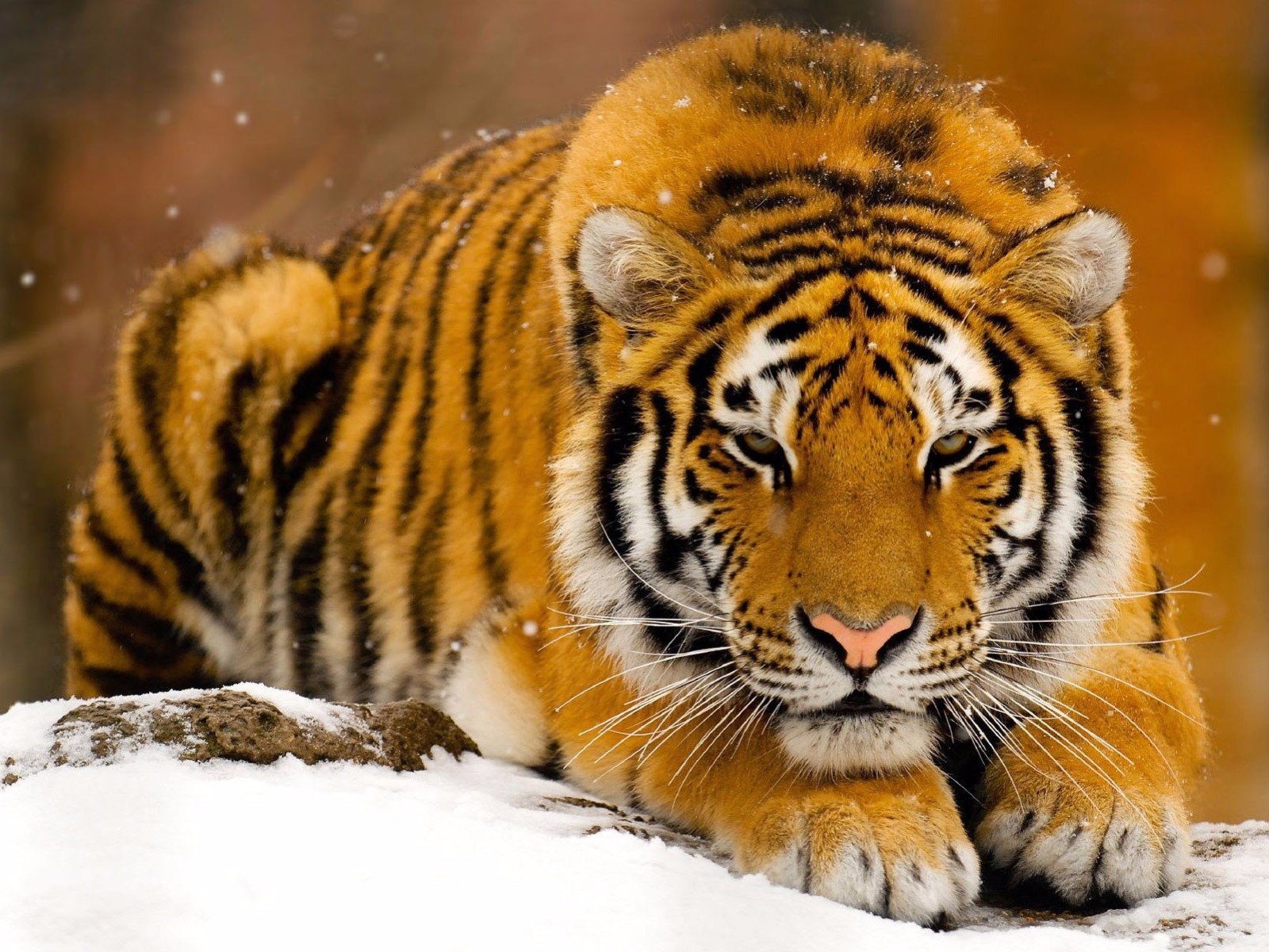 animal, tiger, siberian tiger, snow, cats