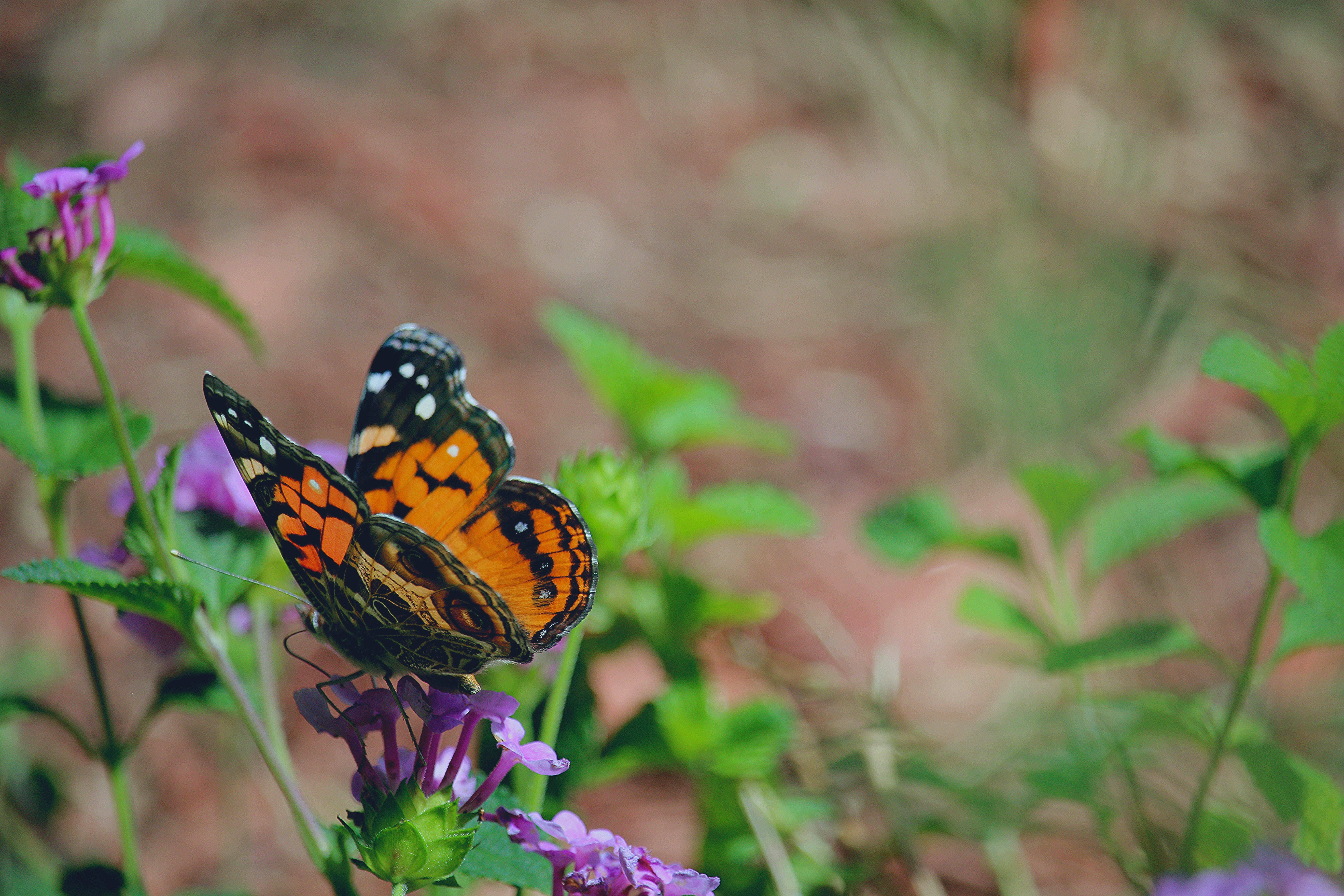 154287壁紙のダウンロード蝶, パターン, 花, 大きい, マクロ, バタフライ-スクリーンセーバーと写真を無料で