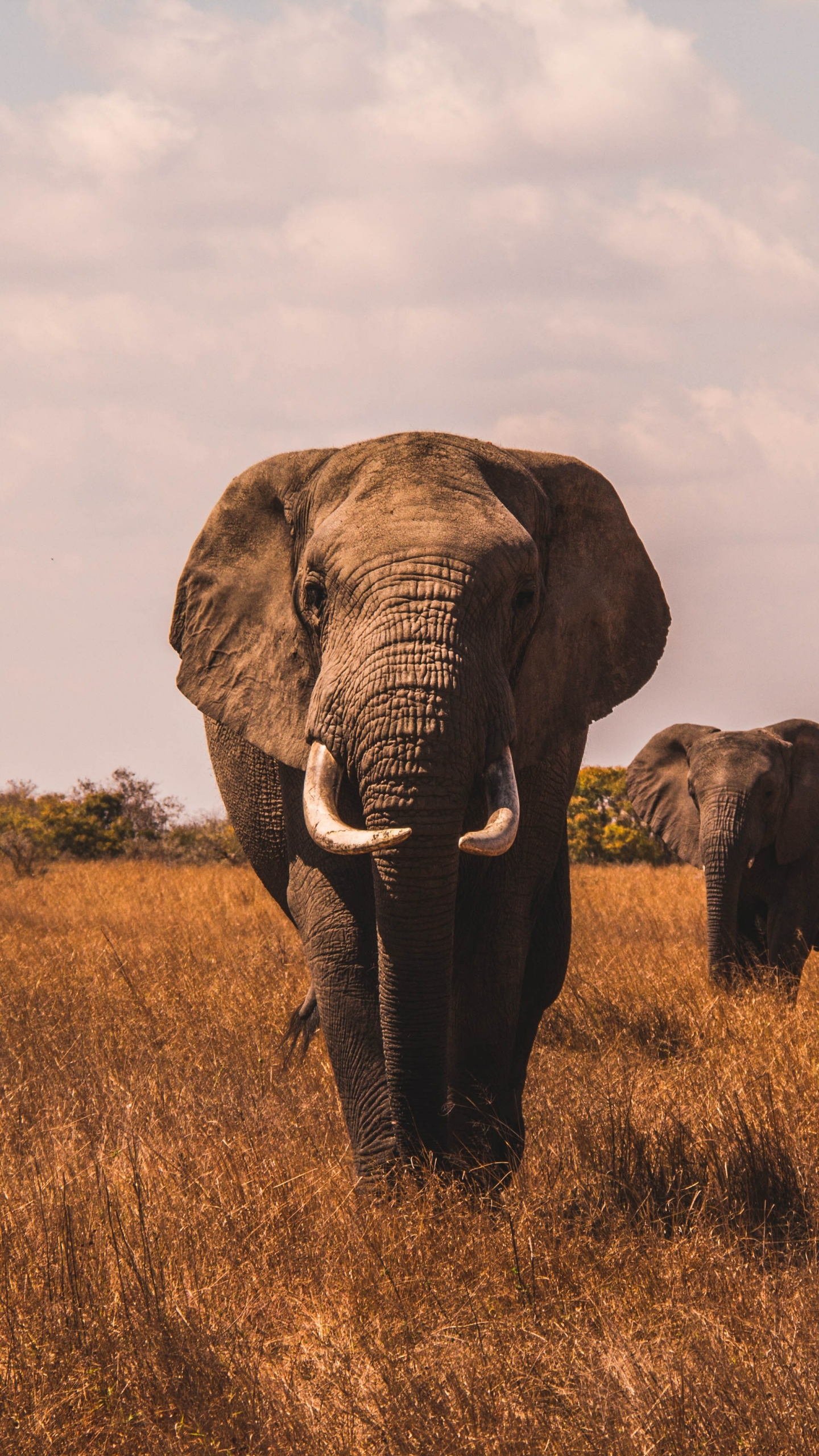 無料モバイル壁紙動物, アフリカゾウ, 見詰める, ゾウをダウンロードします。