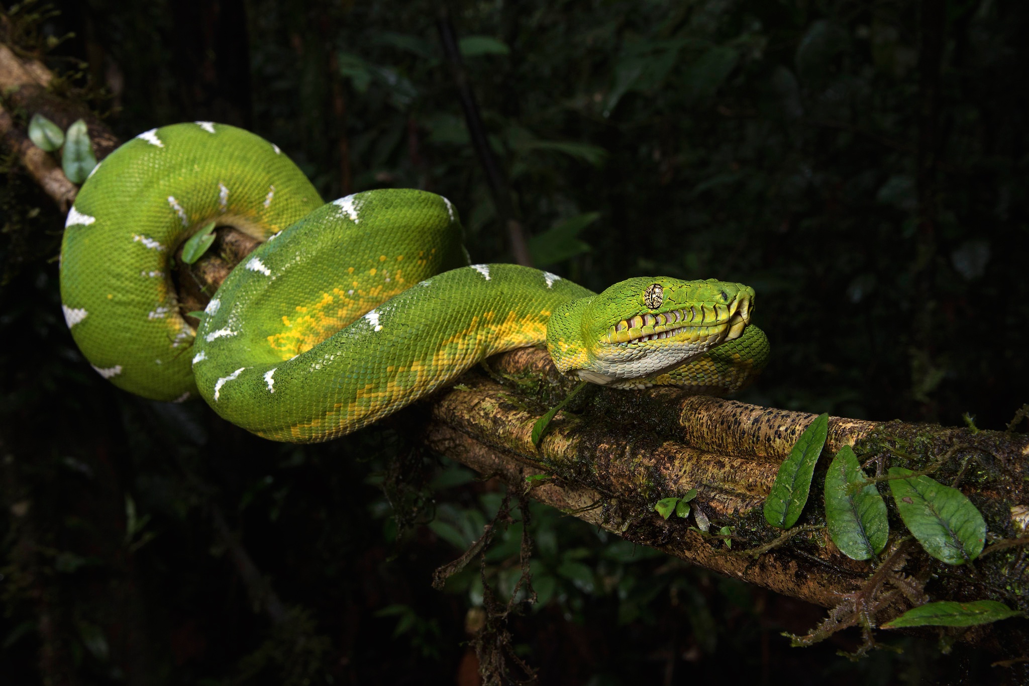 animal, emerald tree boa, reptile, snake