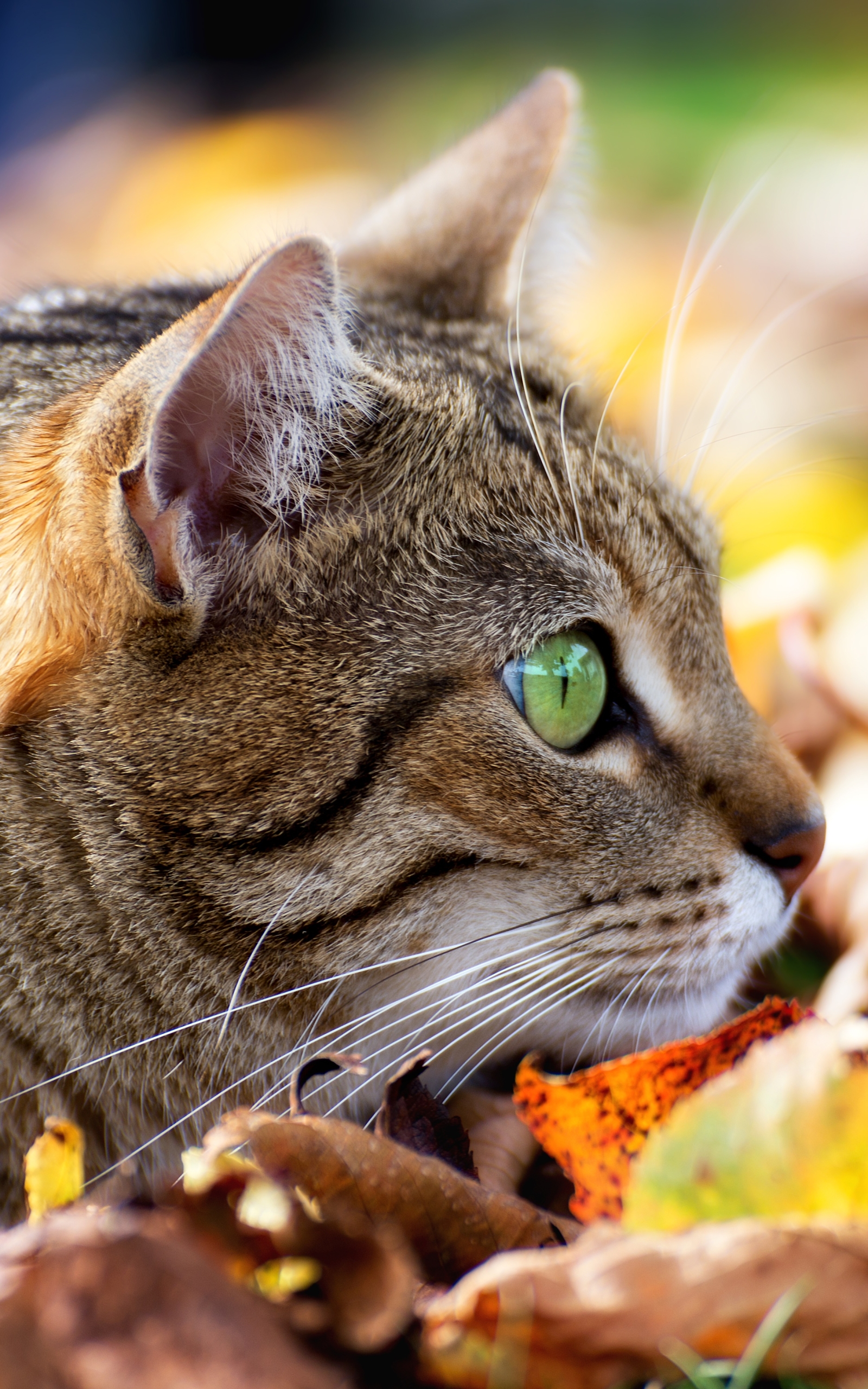 Download mobile wallpaper Cats, Cat, Close Up, Leaf, Fall, Animal, Stare for free.