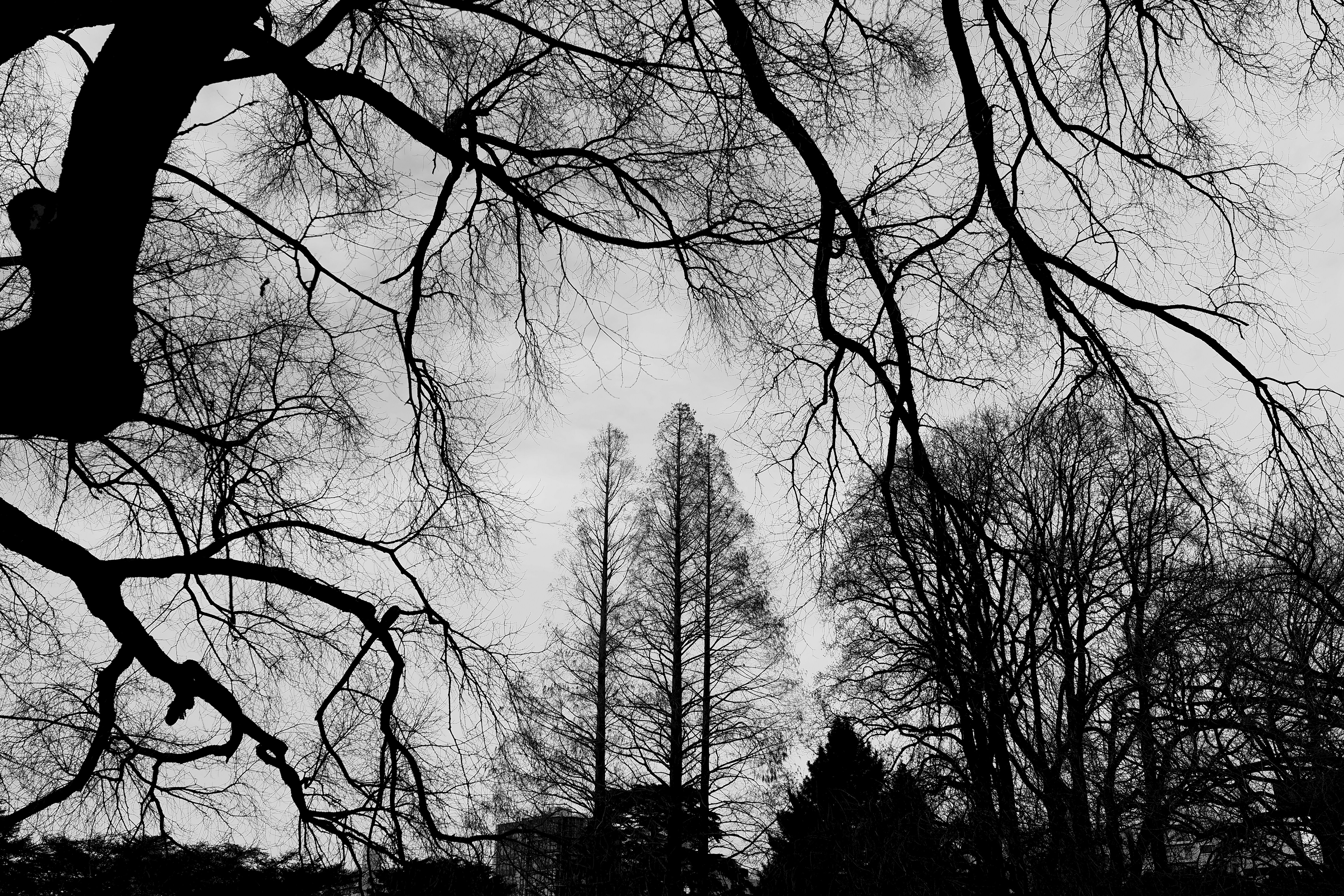 Download mobile wallpaper Branches, Chb, Sky, Nature, Trees, Bw for free.