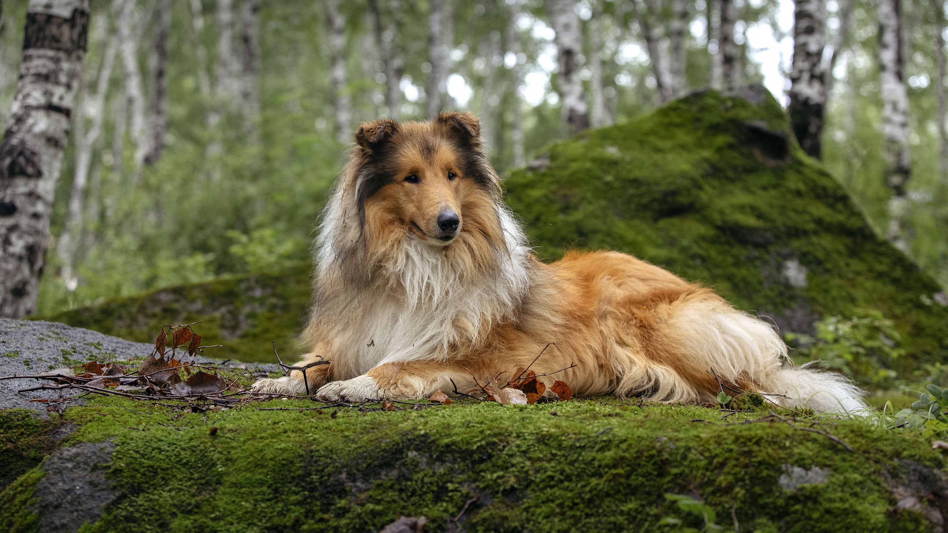 Laden Sie das Tiere, Hunde, Hund, Langhaarcollie-Bild kostenlos auf Ihren PC-Desktop herunter