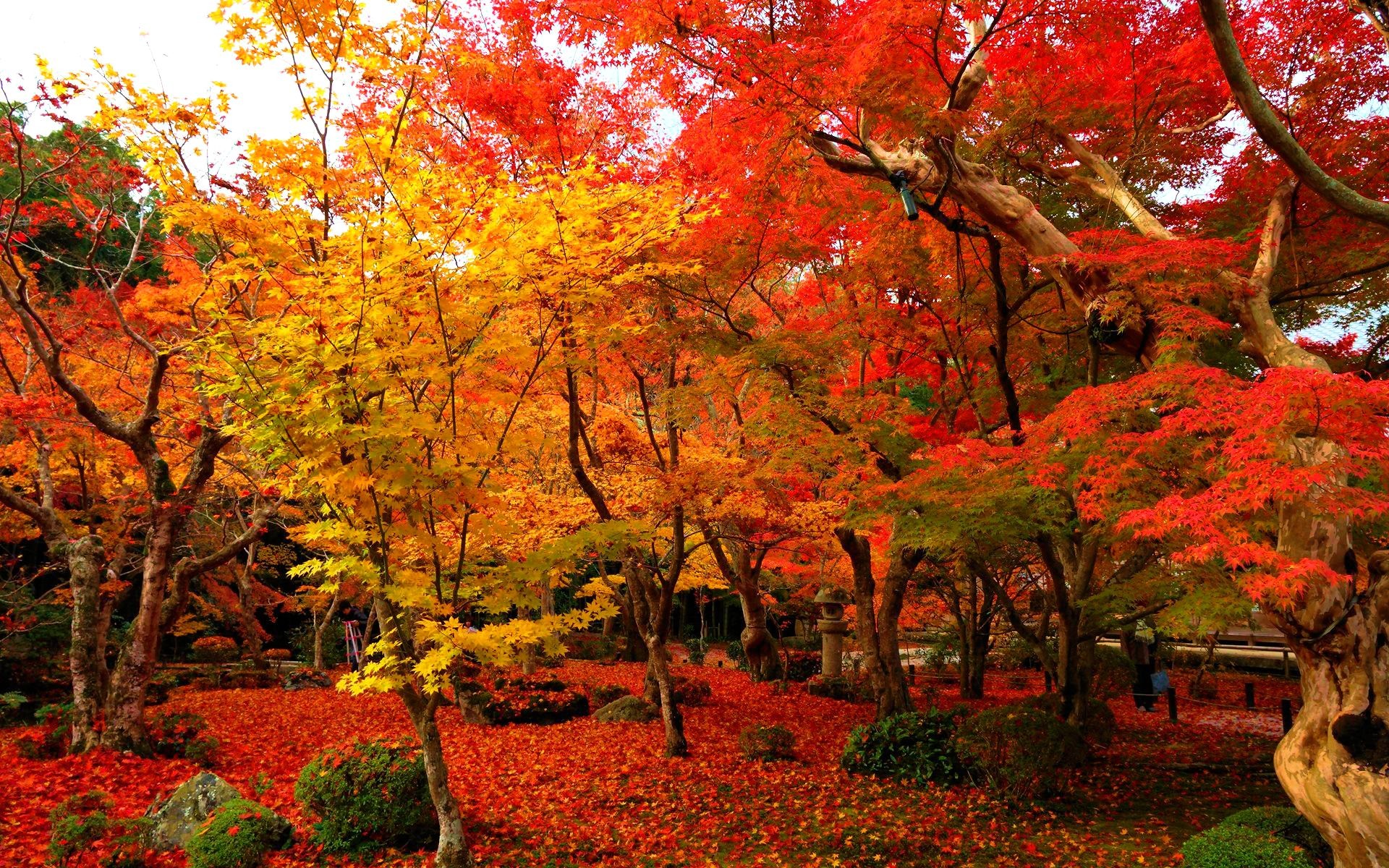 Baixe gratuitamente a imagem Outono, Parque, Árvore, Cerca, Fotografia, Feito Pelo Homem na área de trabalho do seu PC