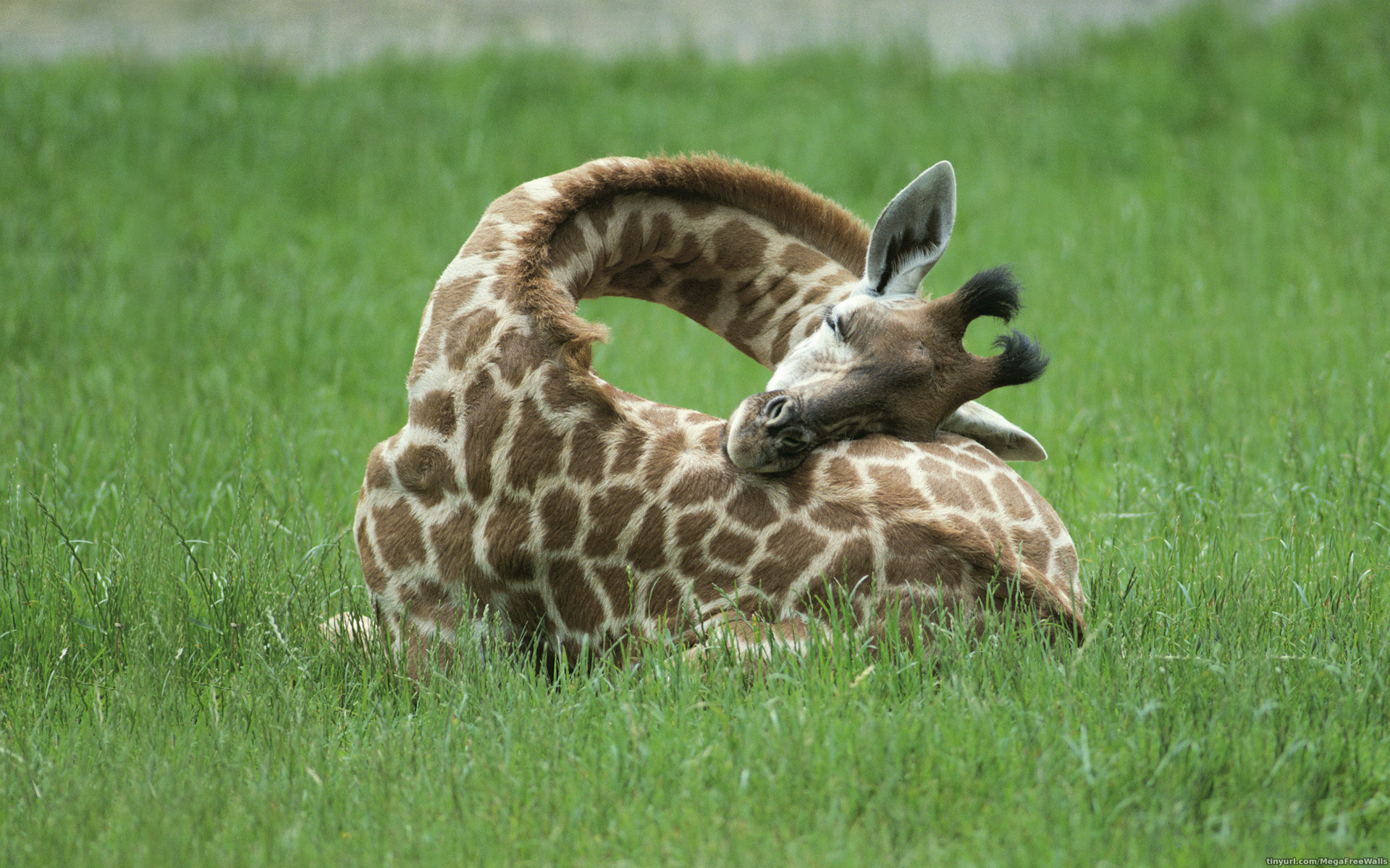 Download mobile wallpaper Animal, Giraffe for free.