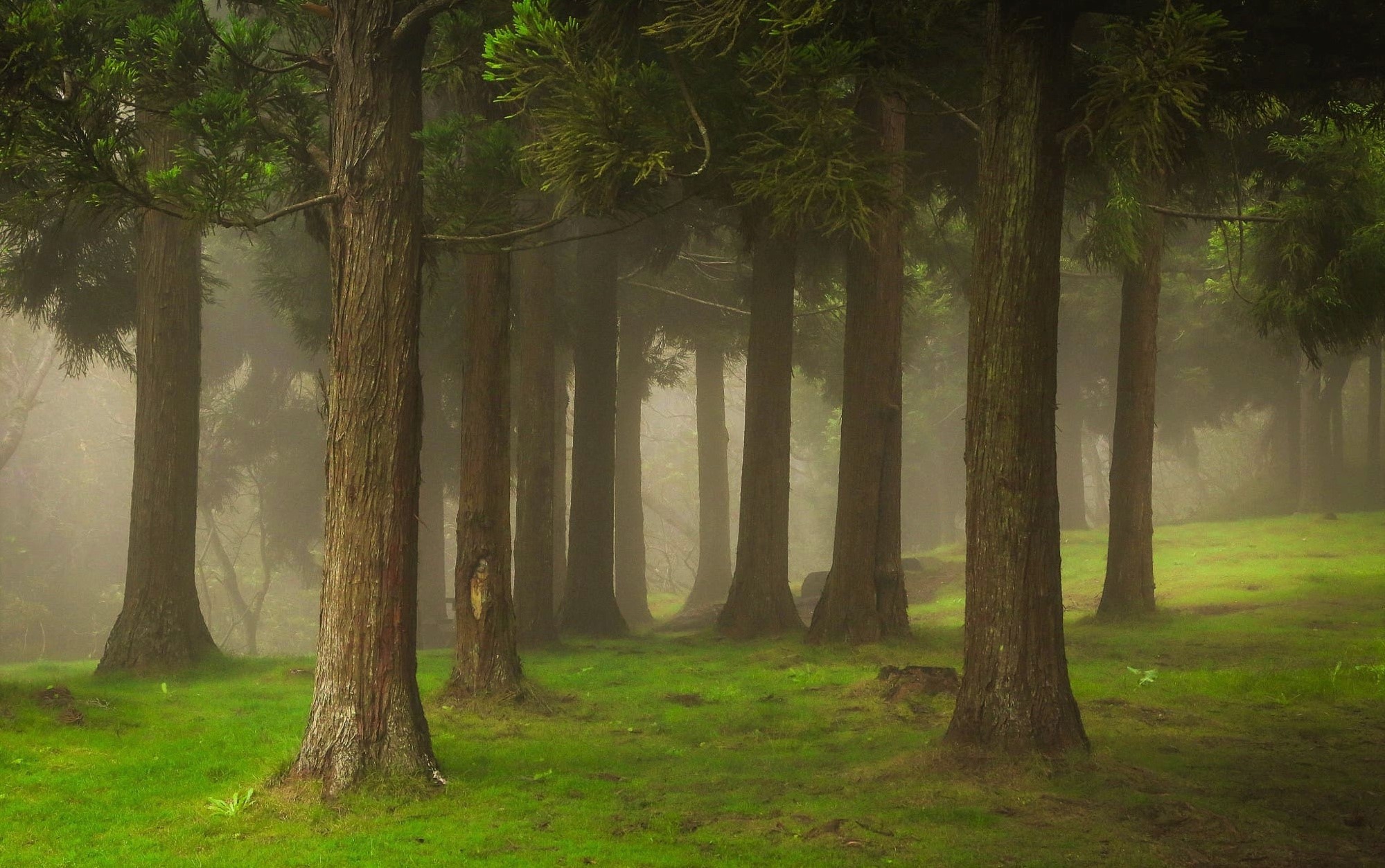 Скачать картинку Лес, Туман, Зеленый, Земля/природа в телефон бесплатно.