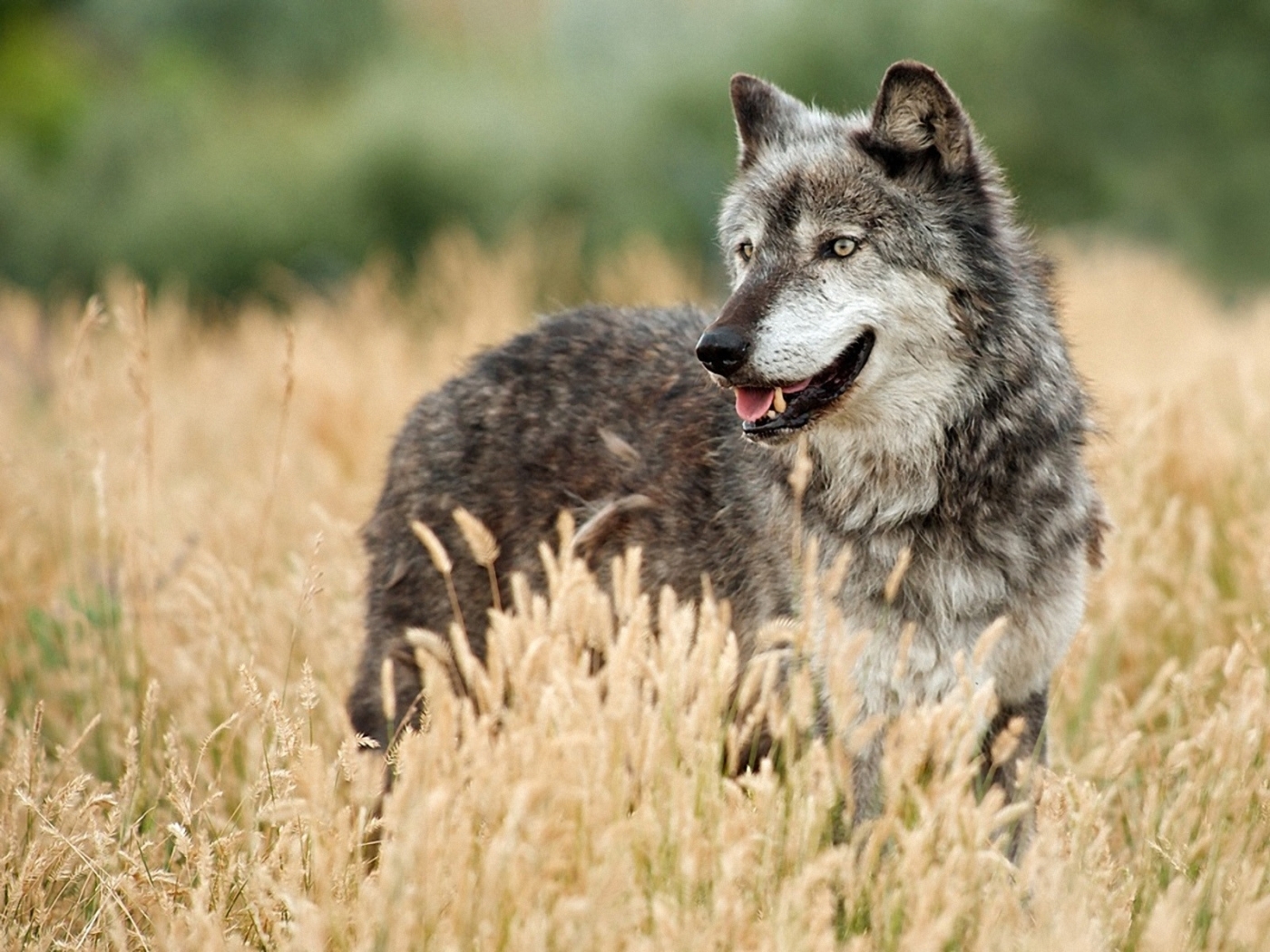 wolfs, animals HD wallpaper