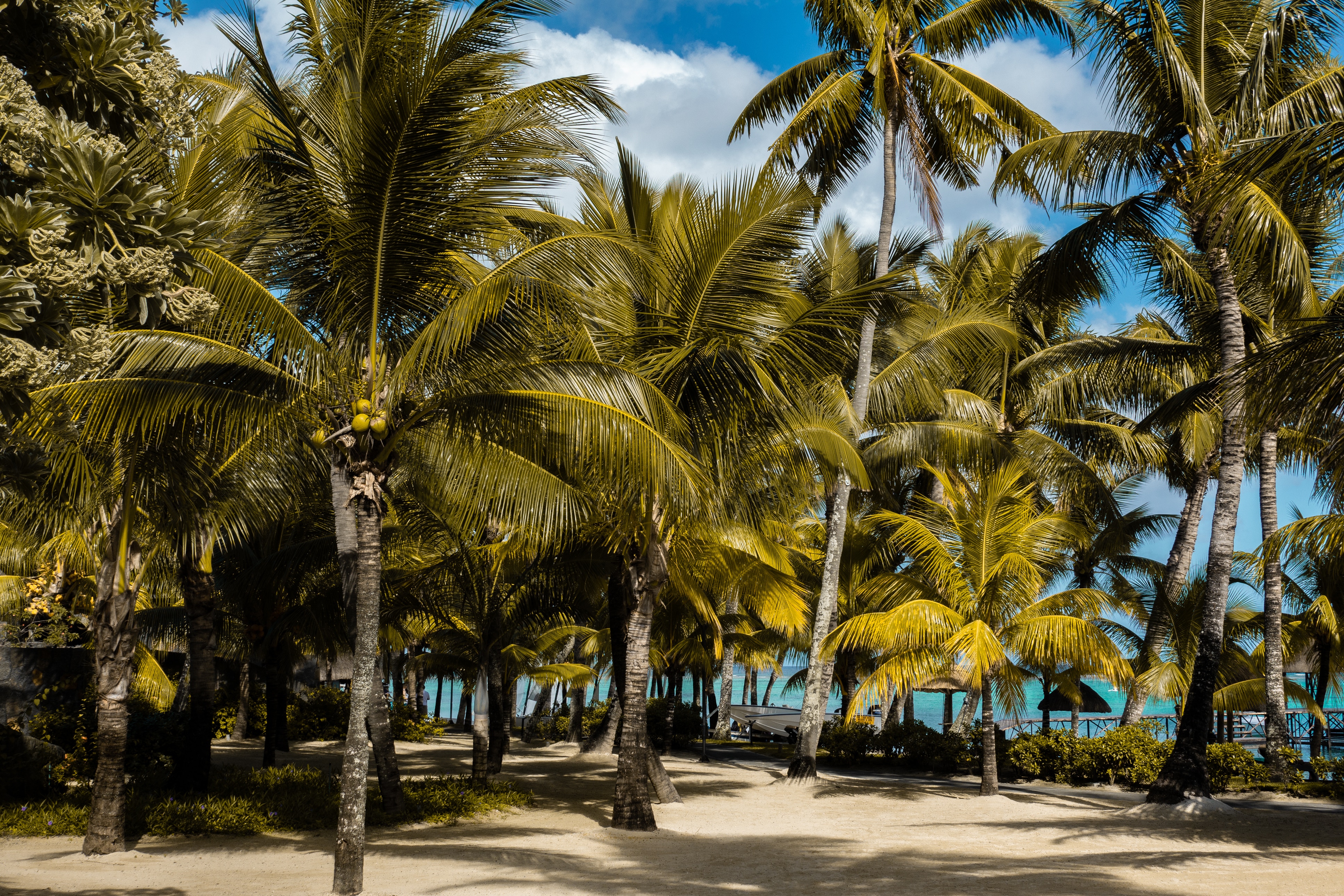71813 Hintergrundbild herunterladen natur, strand, palms, tropen, mauritius - Bildschirmschoner und Bilder kostenlos