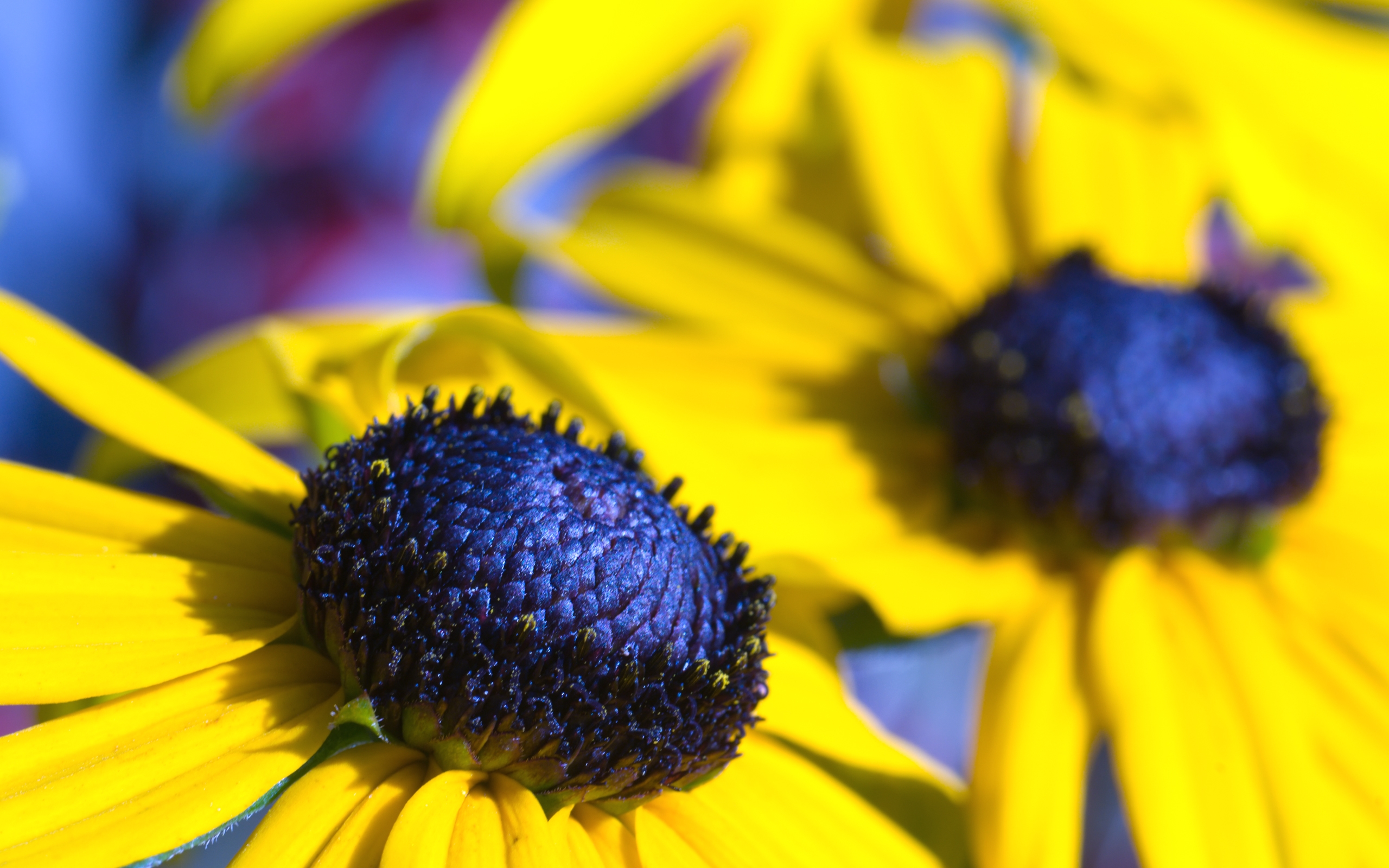 Téléchargez gratuitement l'image Fleurs, Fleur, Terre/nature sur le bureau de votre PC