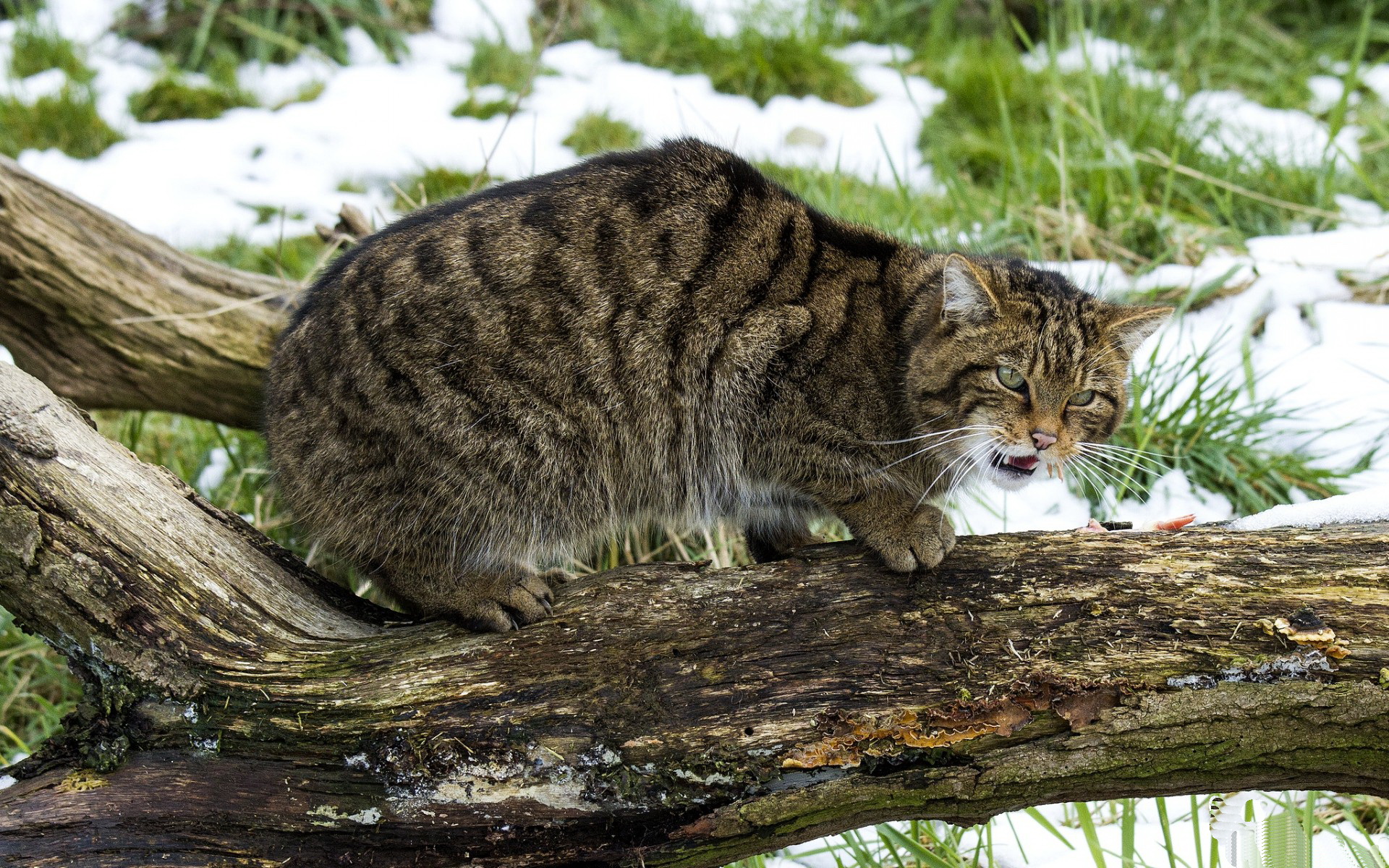 Laden Sie das Tiere, Katzen, Katze-Bild kostenlos auf Ihren PC-Desktop herunter