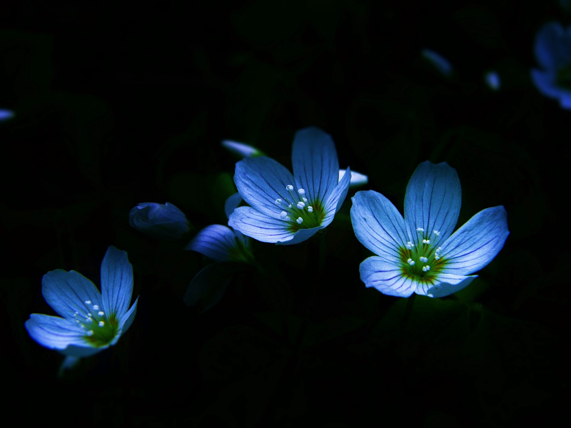 Téléchargez gratuitement l'image Fleurs, Fleur, Terre/nature sur le bureau de votre PC