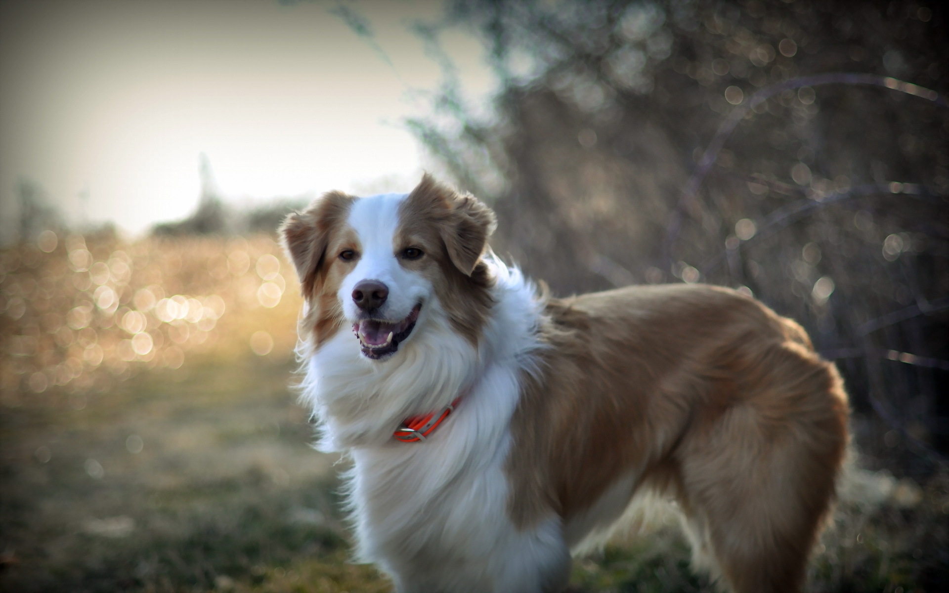 Téléchargez des papiers peints mobile Chiens, Chien, Animaux gratuitement.