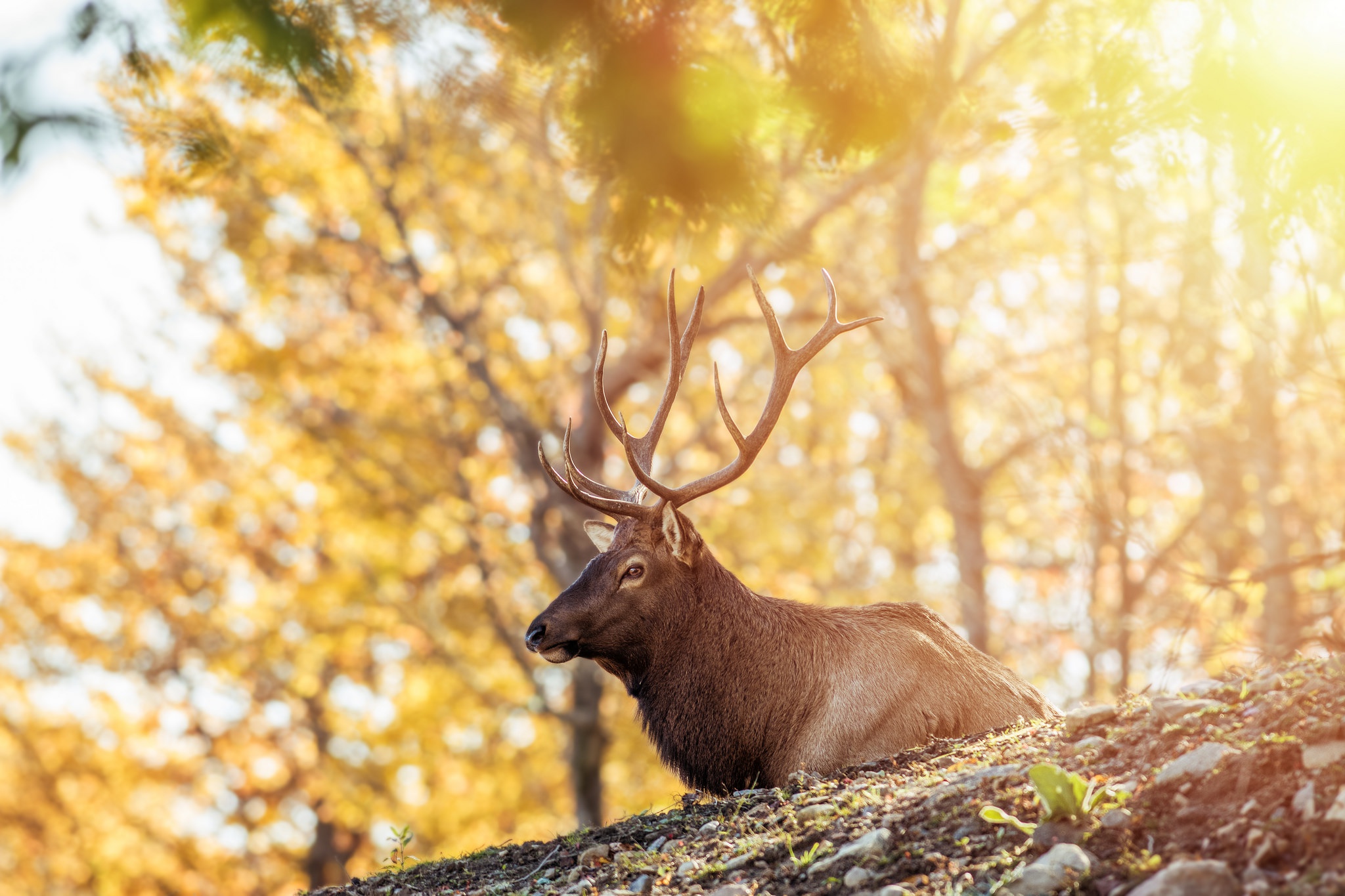 Download mobile wallpaper Animal, Deer, Depth Of Field for free.