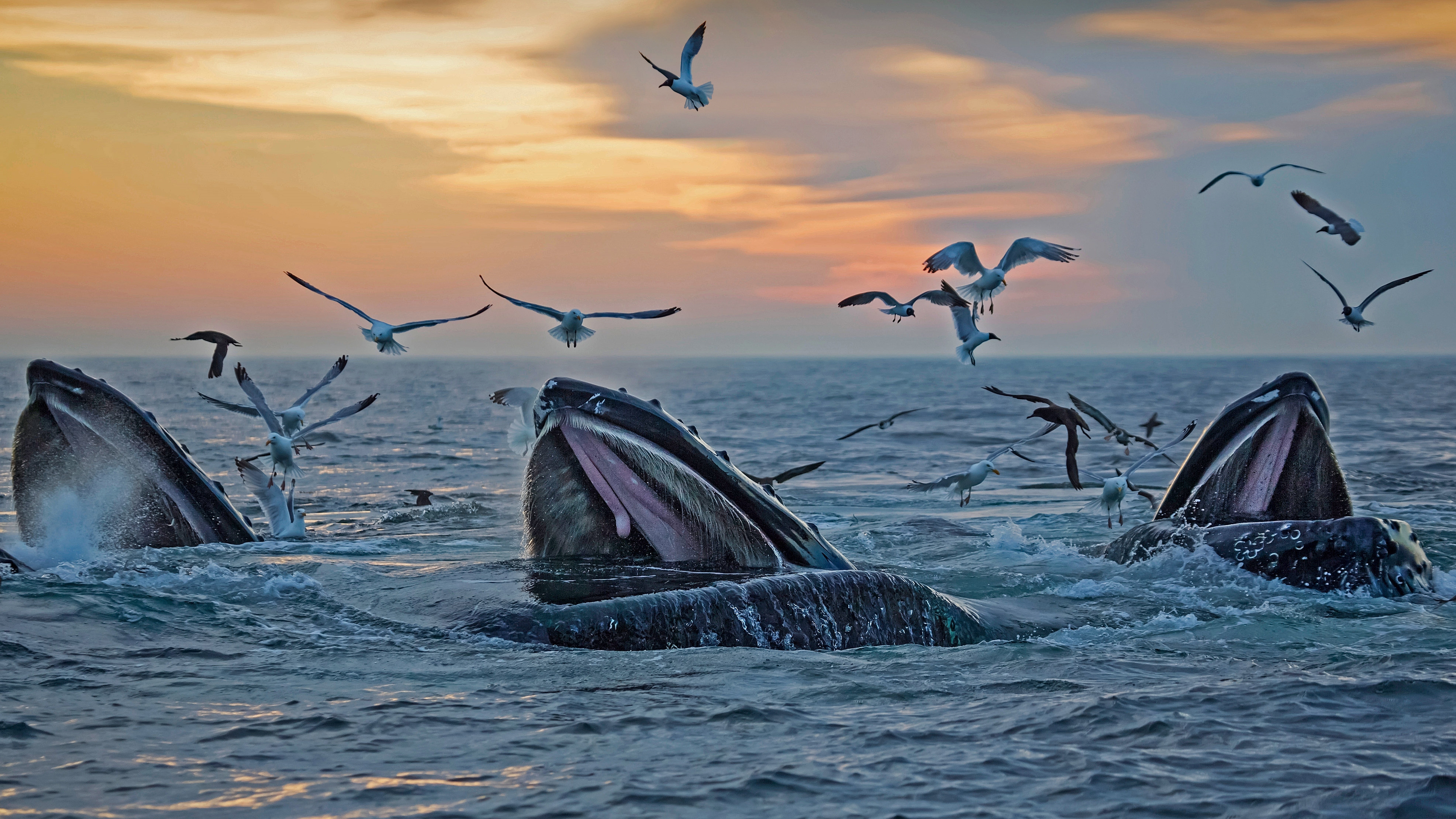 humpback whale, animal