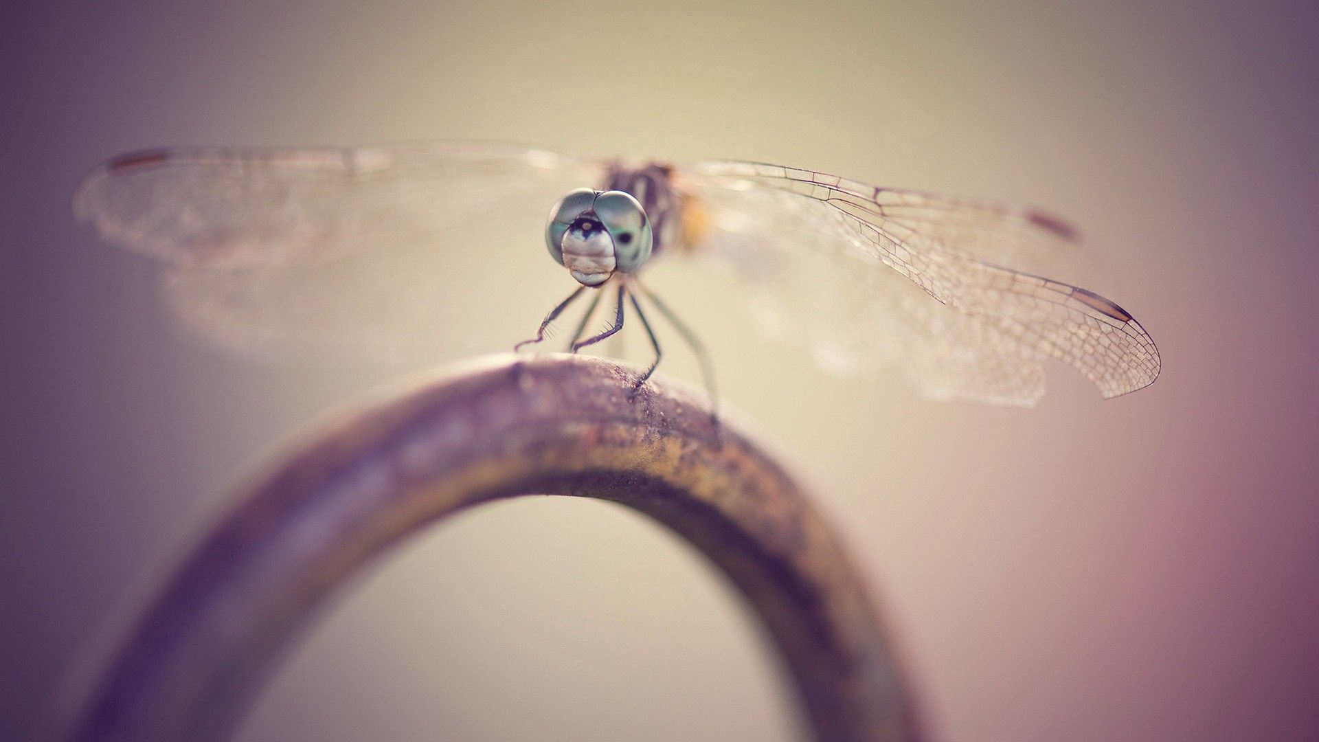 Download mobile wallpaper Macro, Insect, Dragonfly, Metal for free.