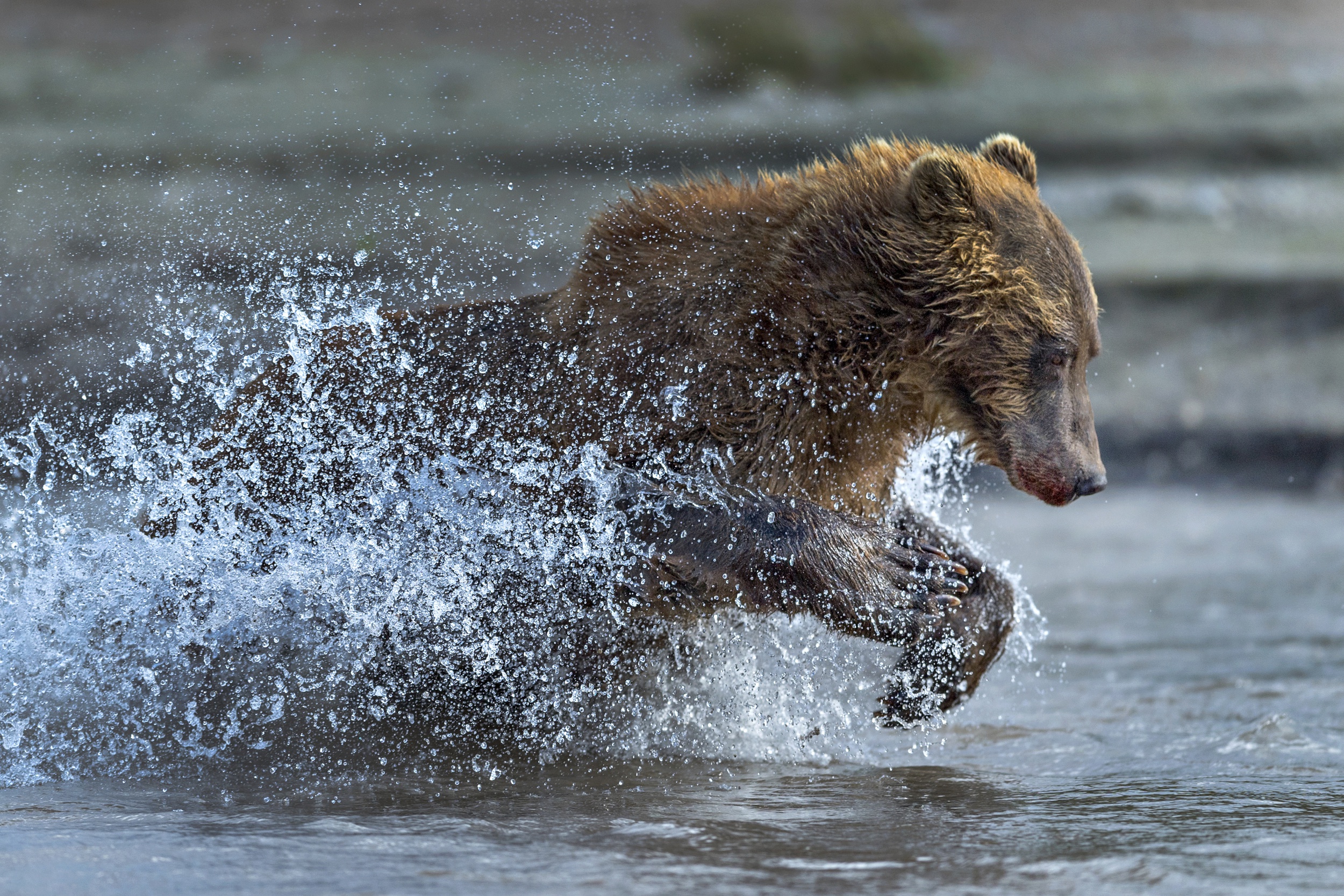 Free download wallpaper Bears, Splash, Bear, Animal on your PC desktop