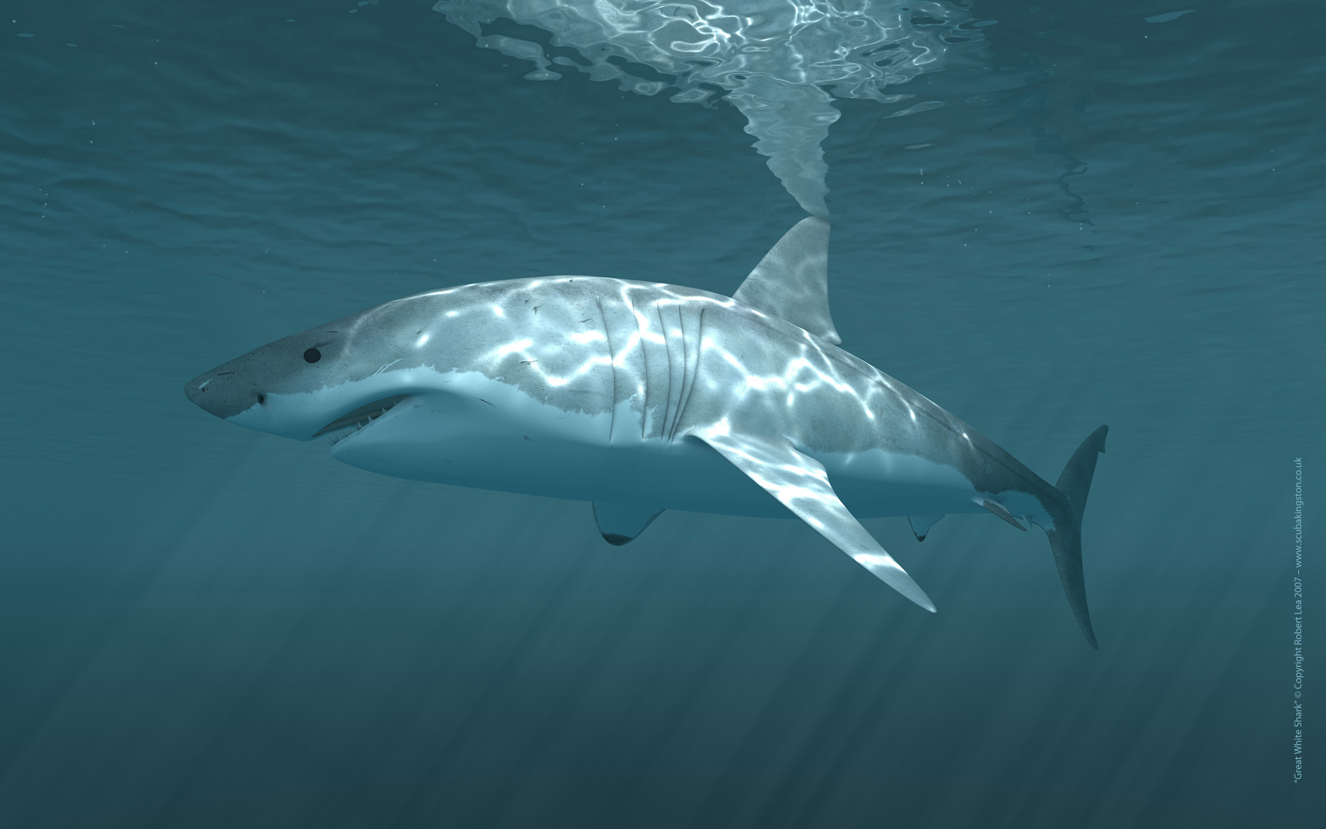 265153 télécharger l'image animaux, requin, les requins - fonds d'écran et économiseurs d'écran gratuits
