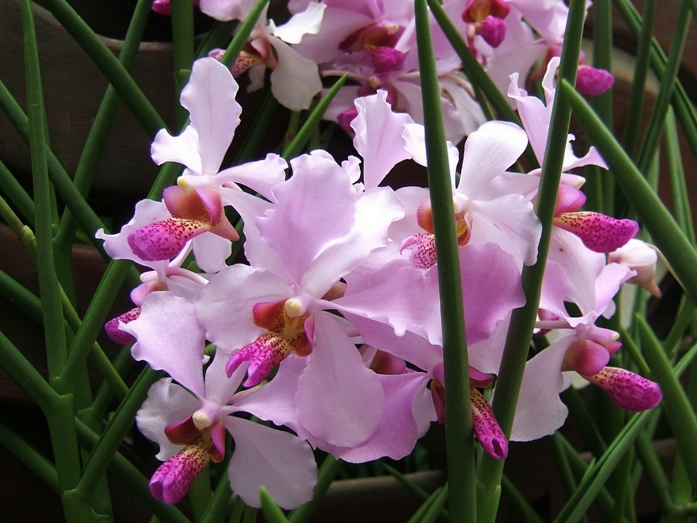 Free download wallpaper Plants, Flowers, Violet on your PC desktop
