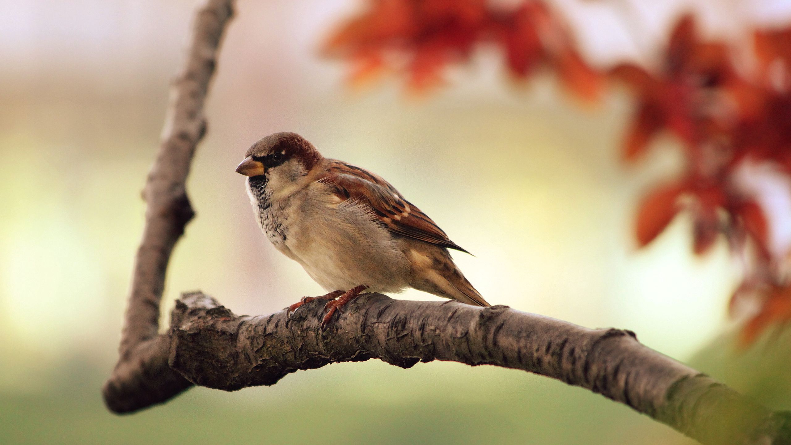 Free download wallpaper Leaves, Wood, Tree, Sparrow, Branch, Animals, Bird on your PC desktop