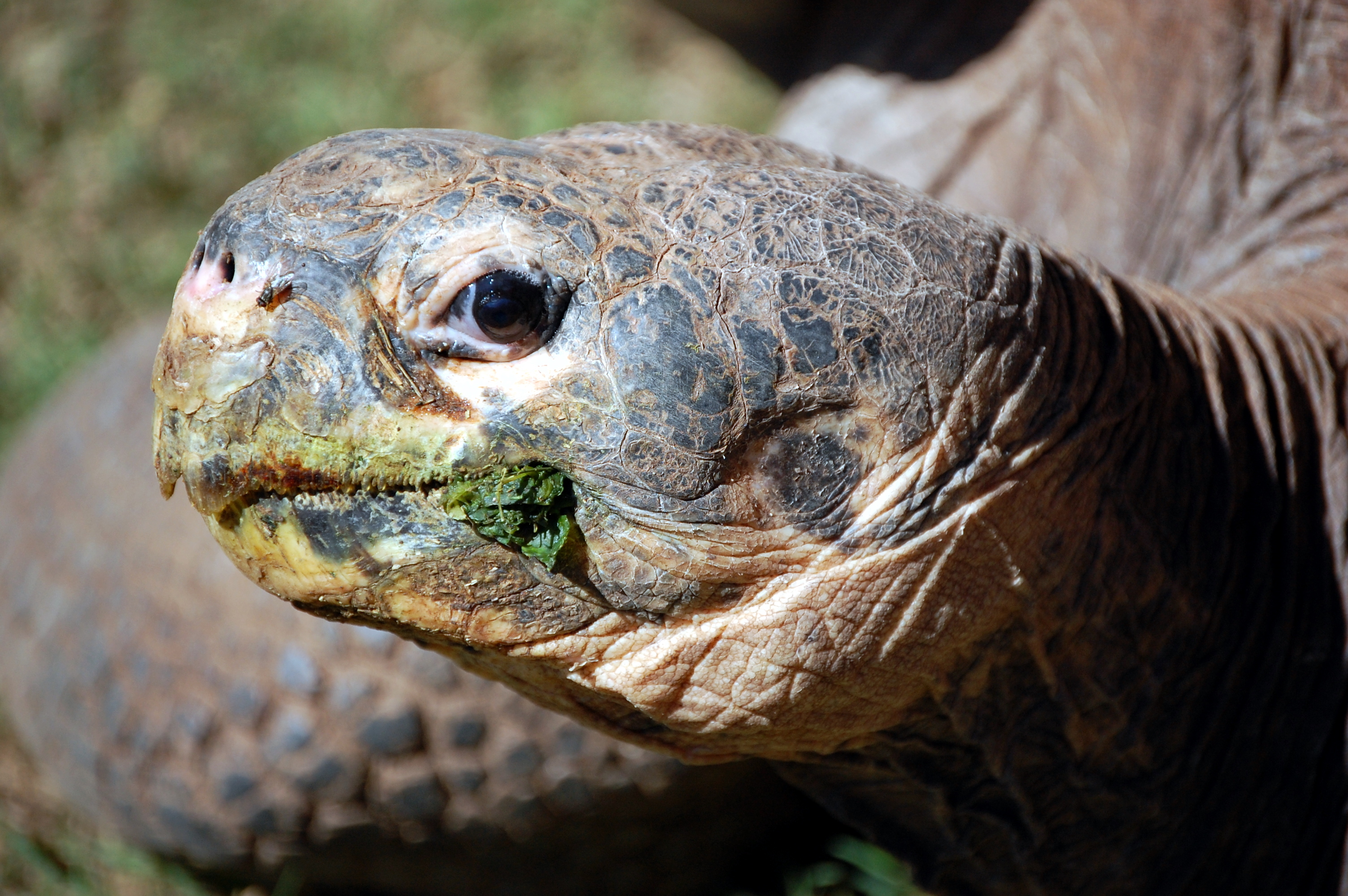 Laden Sie das Tiere, Schildkröten, Landschildkröten-Bild kostenlos auf Ihren PC-Desktop herunter