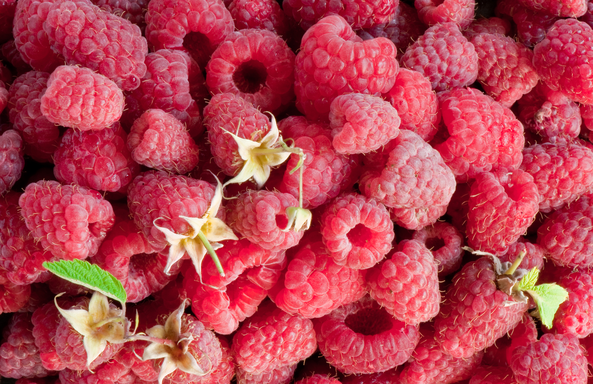 Baixe gratuitamente a imagem Frutas, Comida, Framboesa, Baga, Fruta na área de trabalho do seu PC