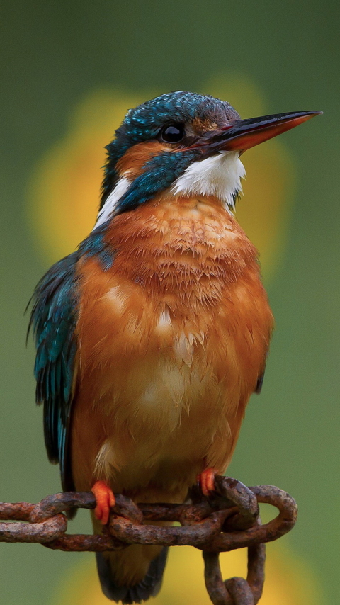 Download mobile wallpaper Birds, Animal, Kingfisher for free.