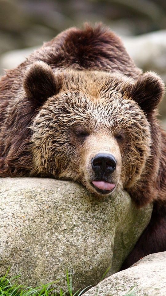 Download mobile wallpaper Bears, Bear, Animal, Resting for free.