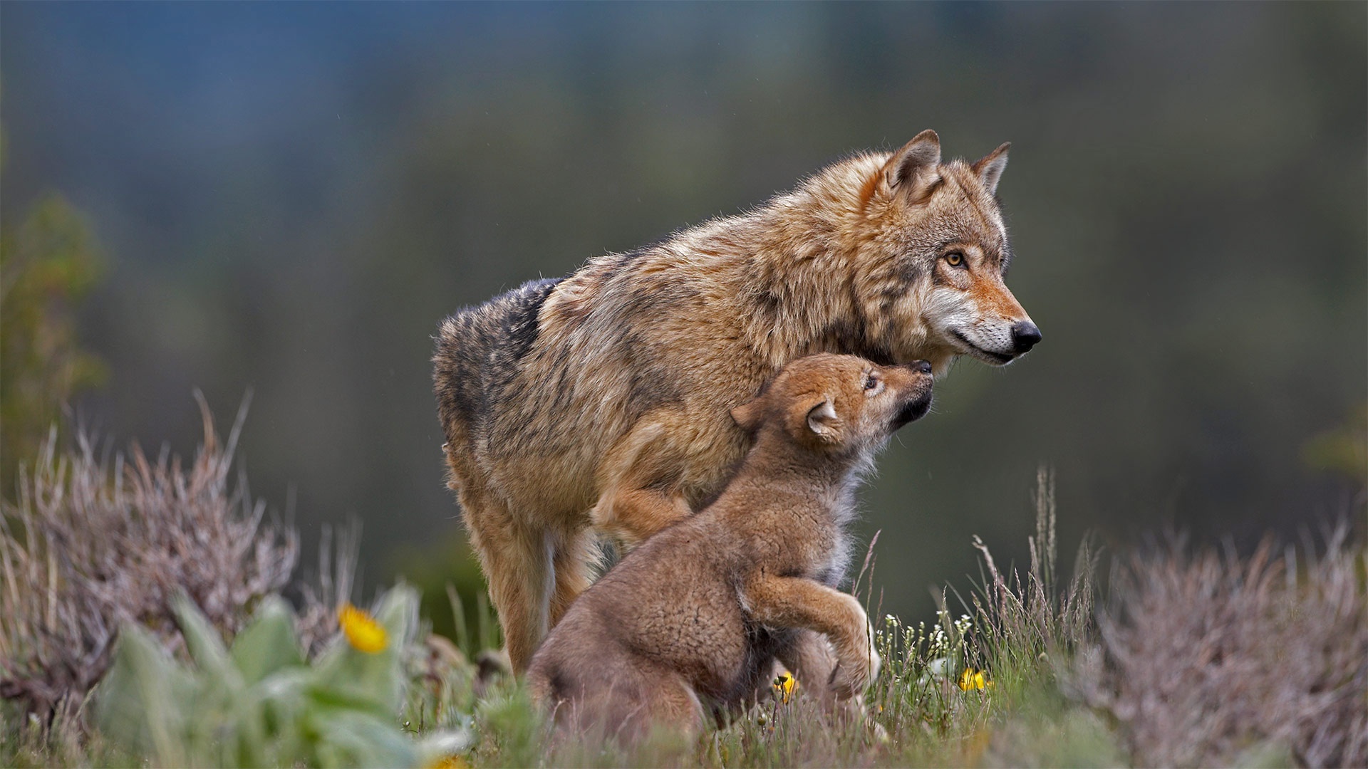 Download mobile wallpaper Wolf, Animal, Baby Animal, Cub, Wolves for free.