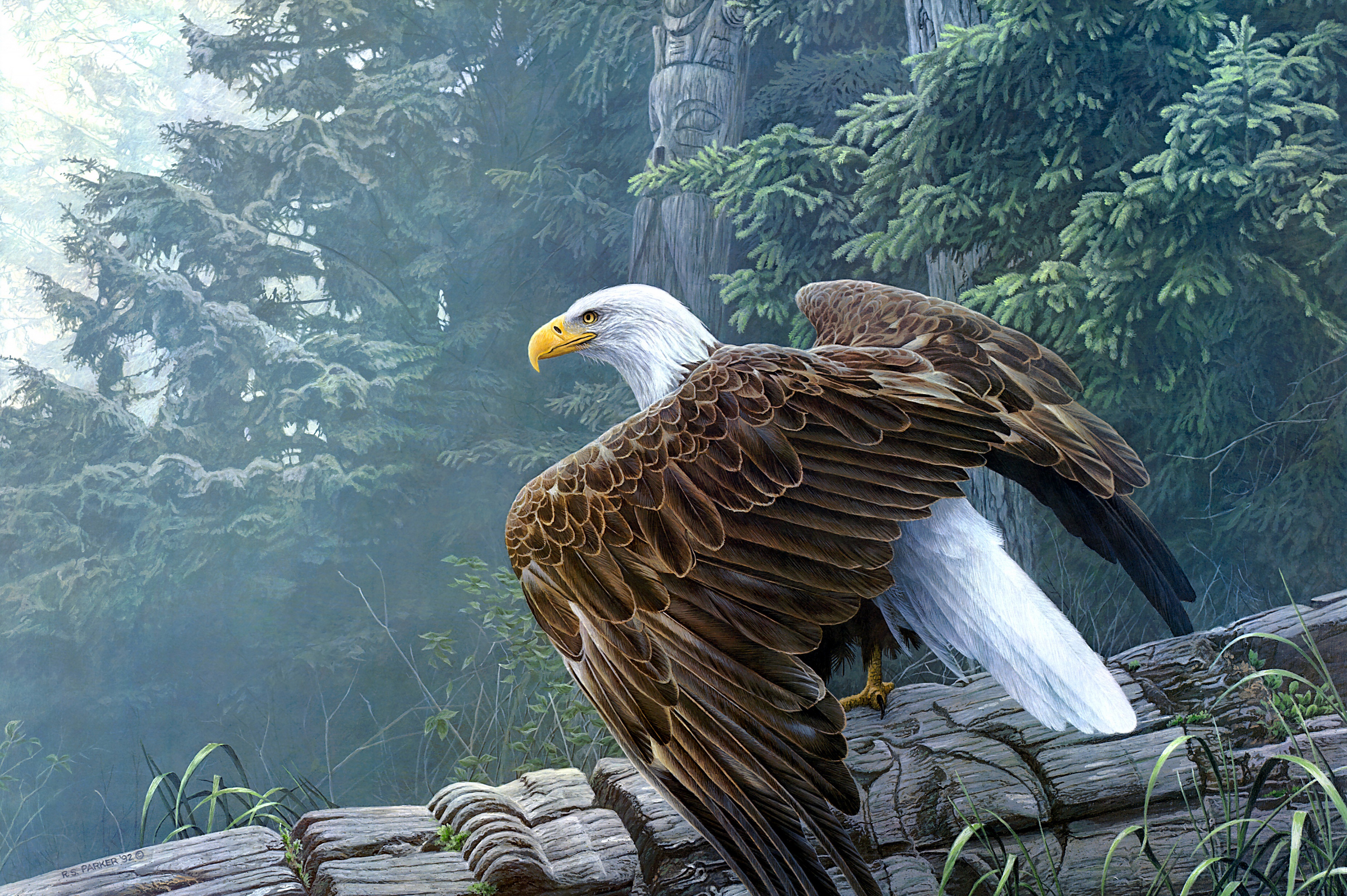 Laden Sie das Tiere, Vögel, Vogel, Flügel, Weißkopfseeadler-Bild kostenlos auf Ihren PC-Desktop herunter