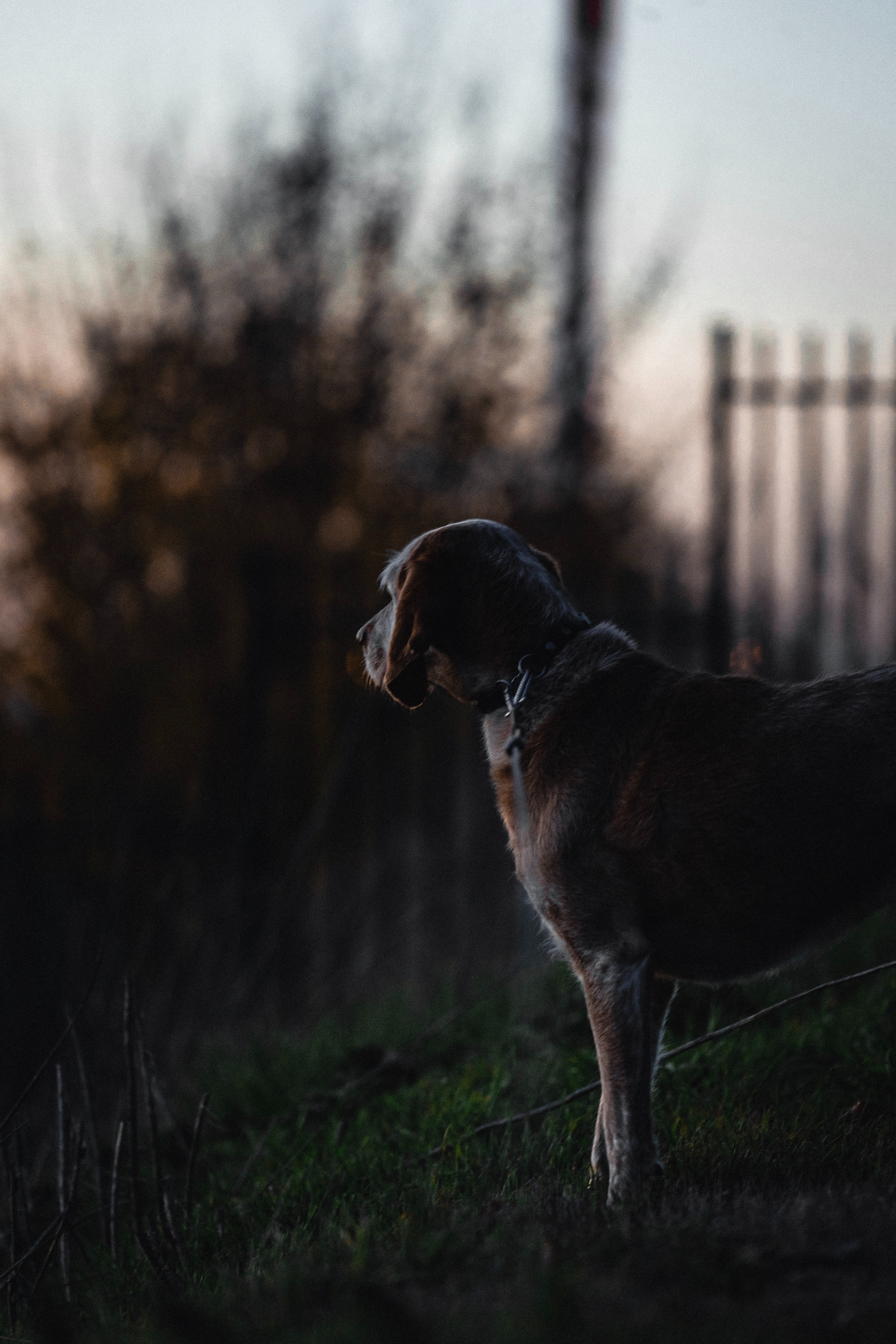 Handy-Wallpaper Sunset, Dunkel, Hund kostenlos herunterladen.