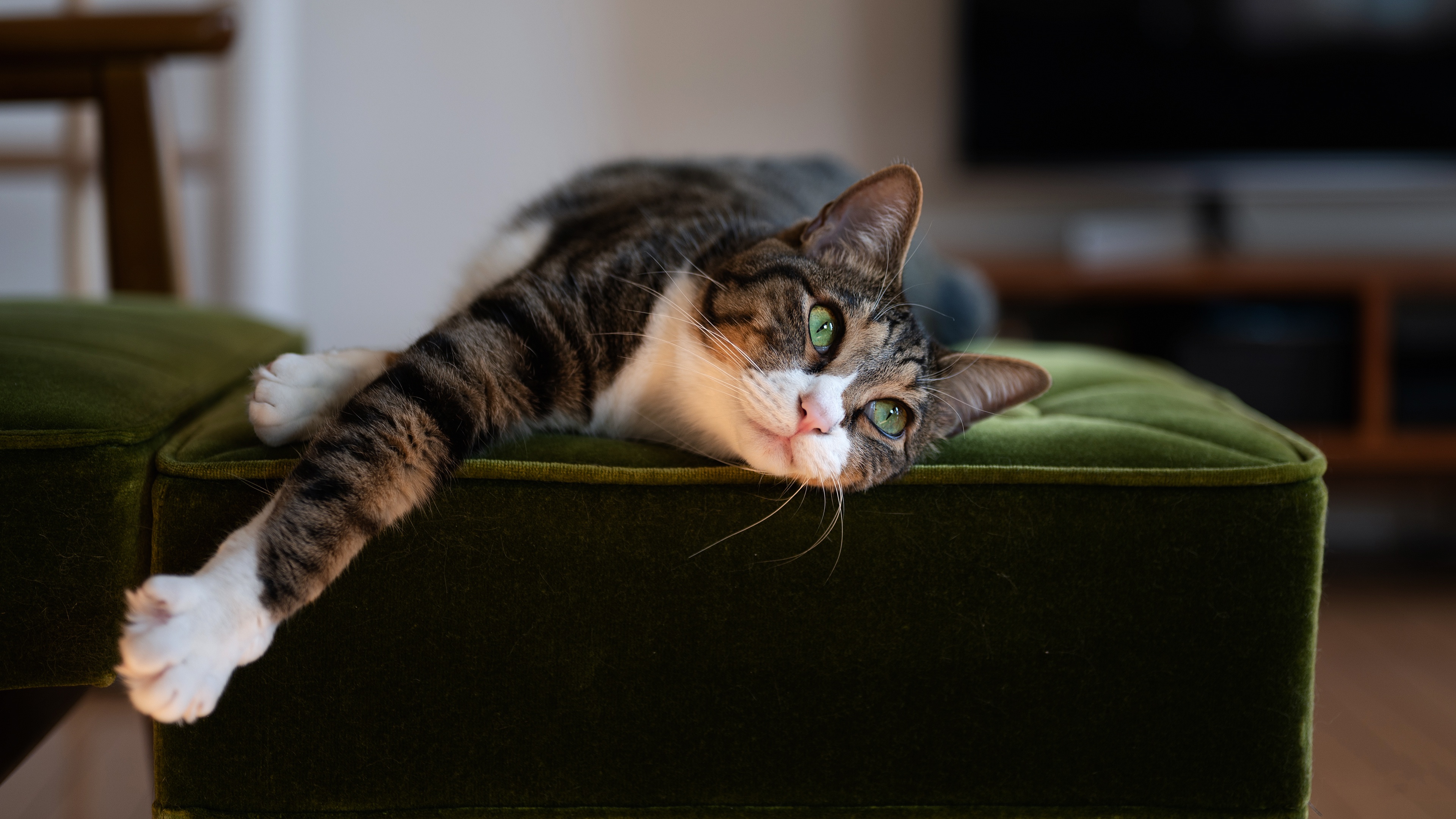 Téléchargez gratuitement l'image Animaux, Chats, Chat sur le bureau de votre PC