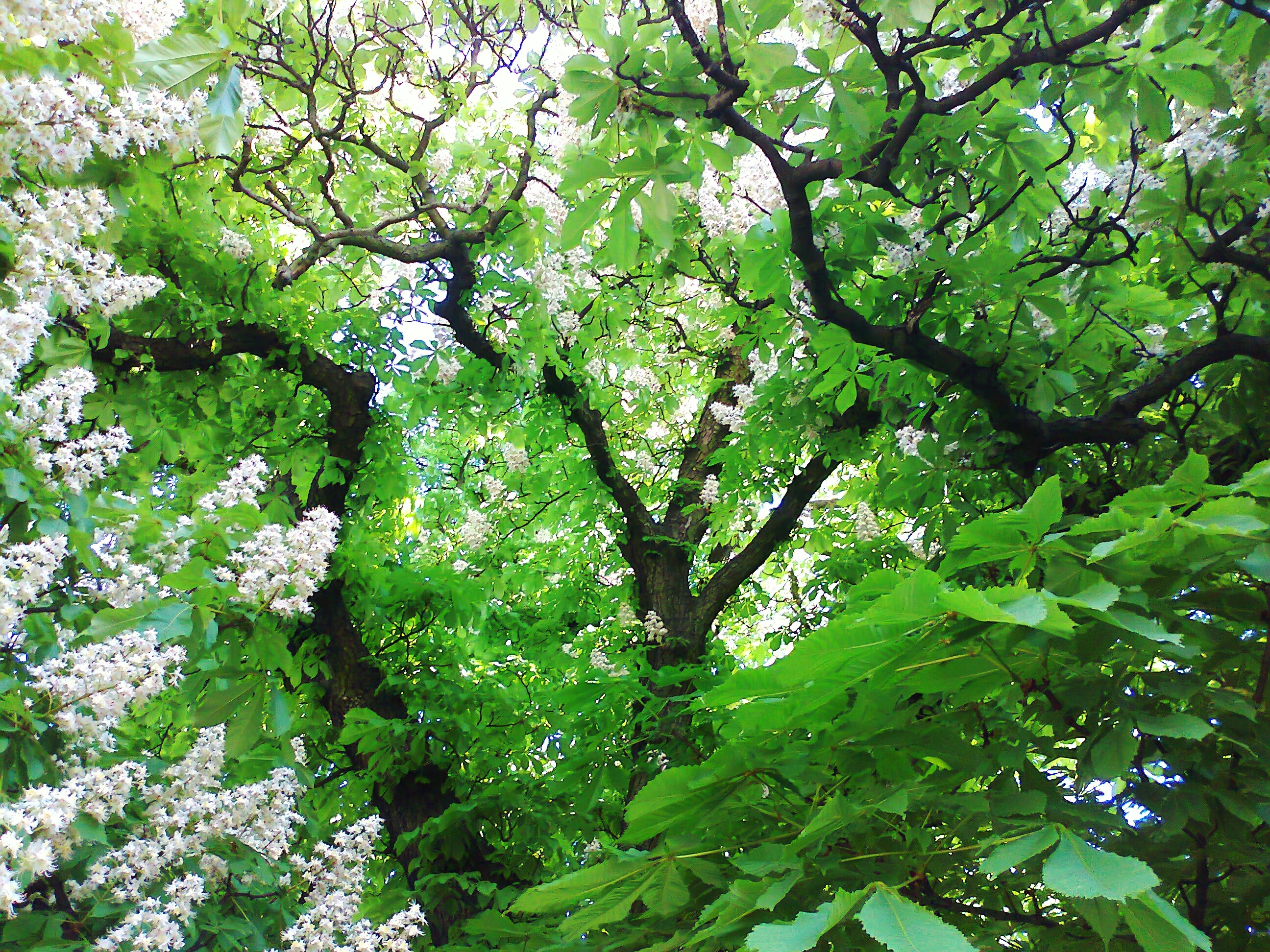Скачати мобільні шпалери Дерево, Природа, Каштан, Листя, Квіти безкоштовно.