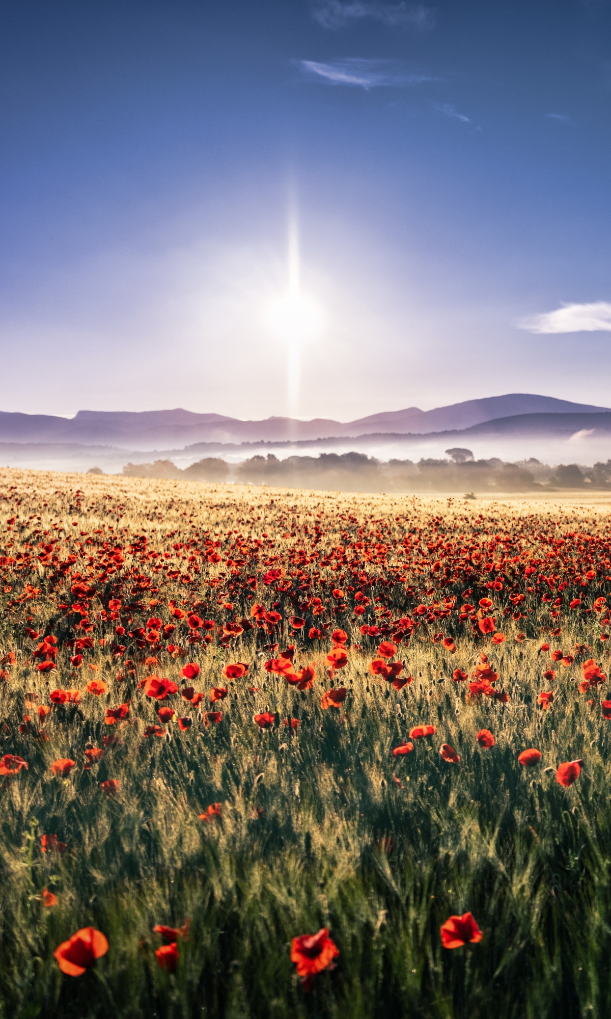 Handy-Wallpaper Landschaft, Blumen, Mohn, Sommer, Feld, Rote Blume, Erde/natur, Aufstellen kostenlos herunterladen.