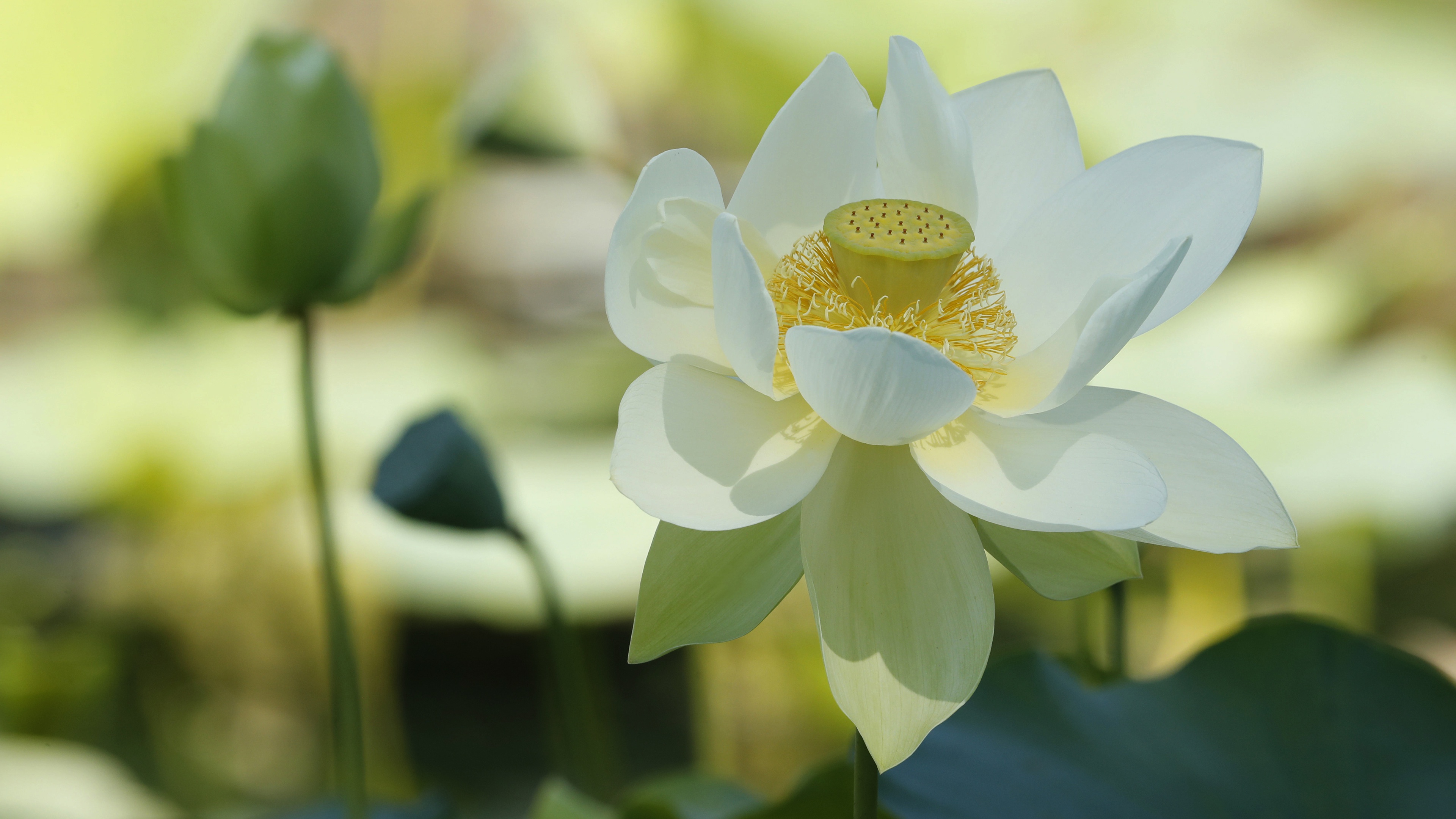 Download mobile wallpaper Flowers, Lotus, Earth for free.