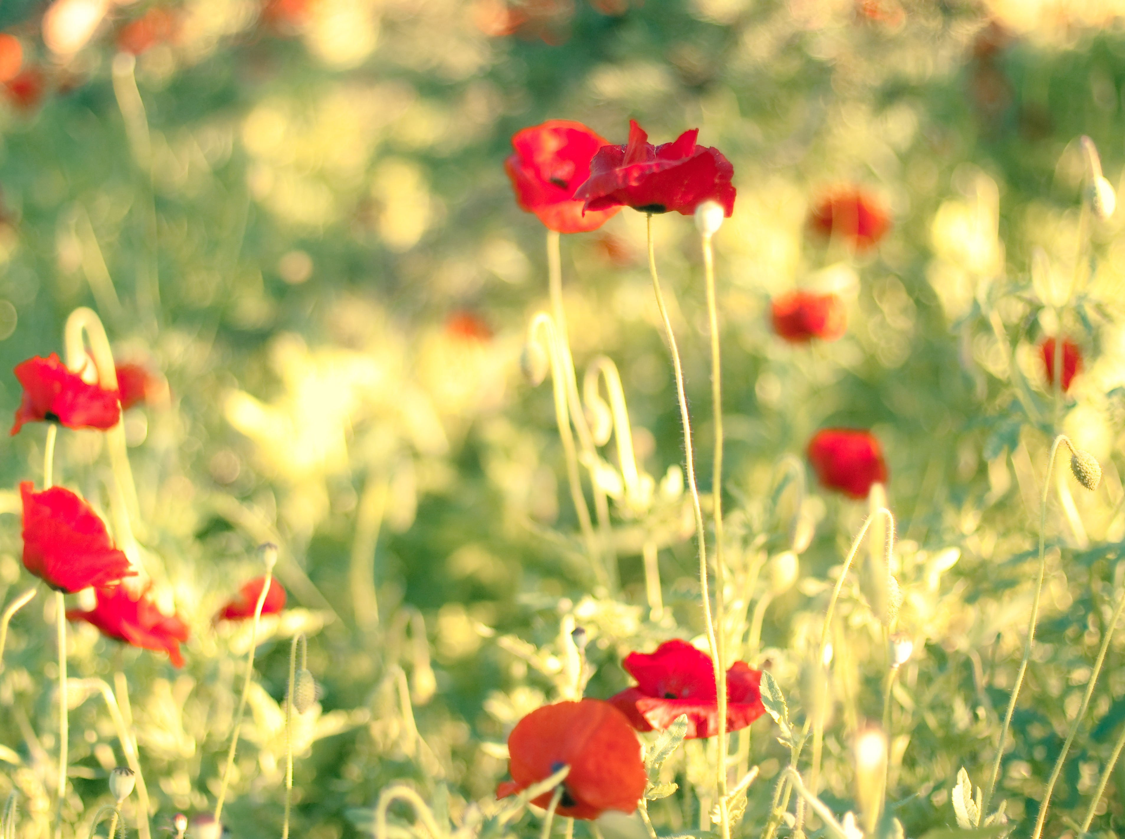 Free download wallpaper Flowers, Poppies, Blur, Smooth, Field, Summer on your PC desktop