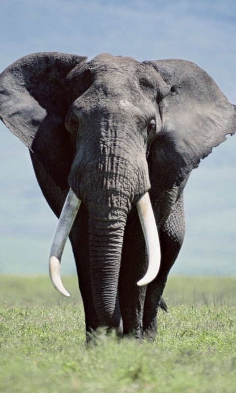 Descarga gratuita de fondo de pantalla para móvil de Animales, Elefantes, Elefante Africano De Sabana.