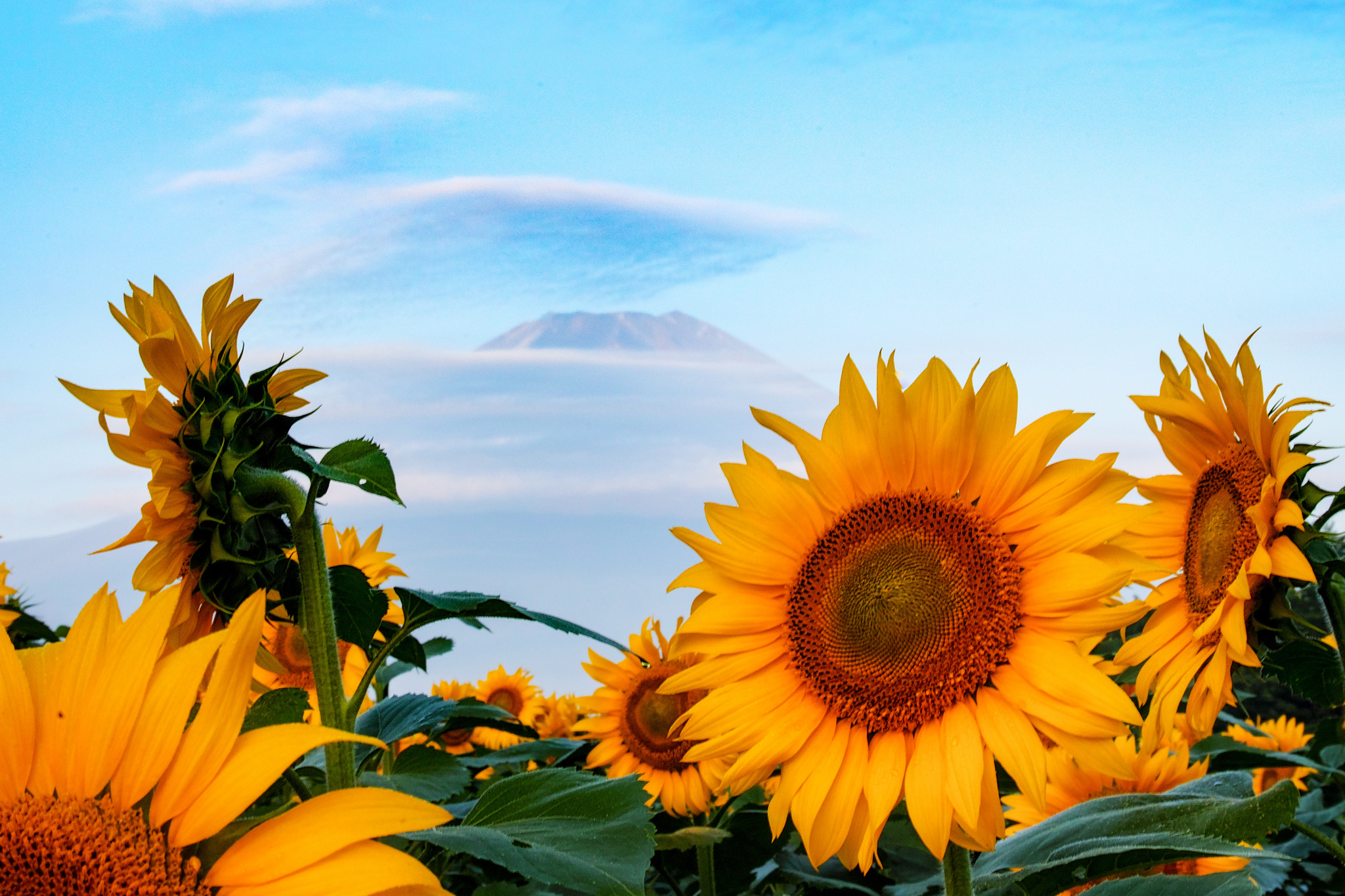 Download mobile wallpaper Flowers, Flower, Earth, Sunflower, Yellow Flower for free.