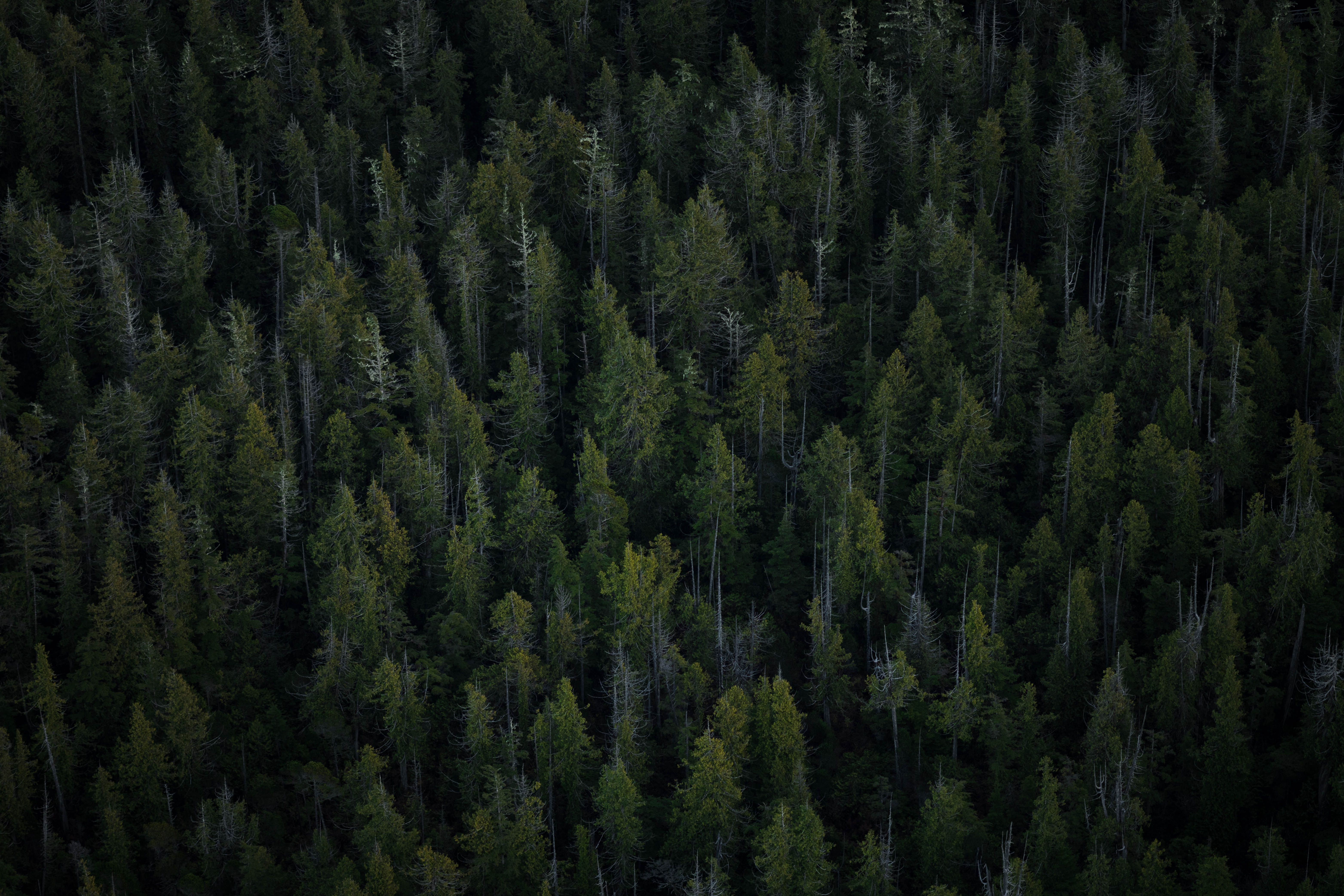 Handy-Wallpaper Bäume, Blick Von Oben, Natur, Wald kostenlos herunterladen.