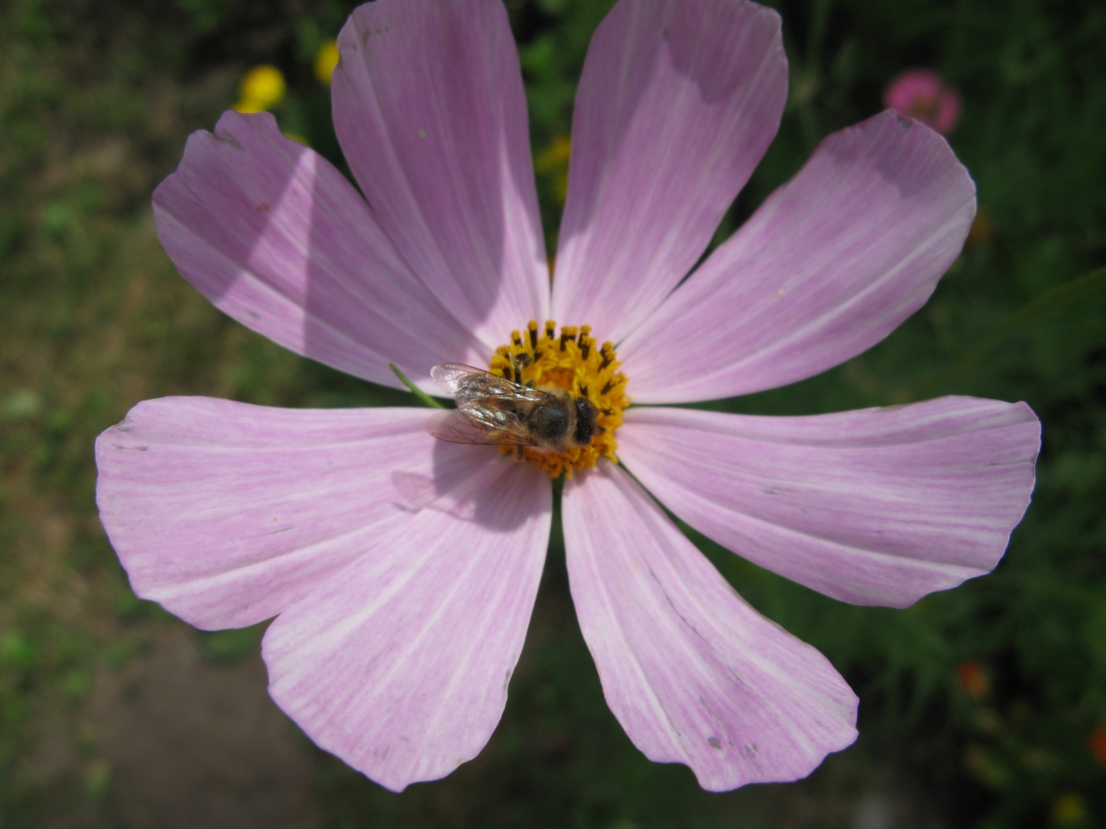 8712 скачать обои пчелы, цветы, насекомые, фиолетовые - заставки и картинки бесплатно