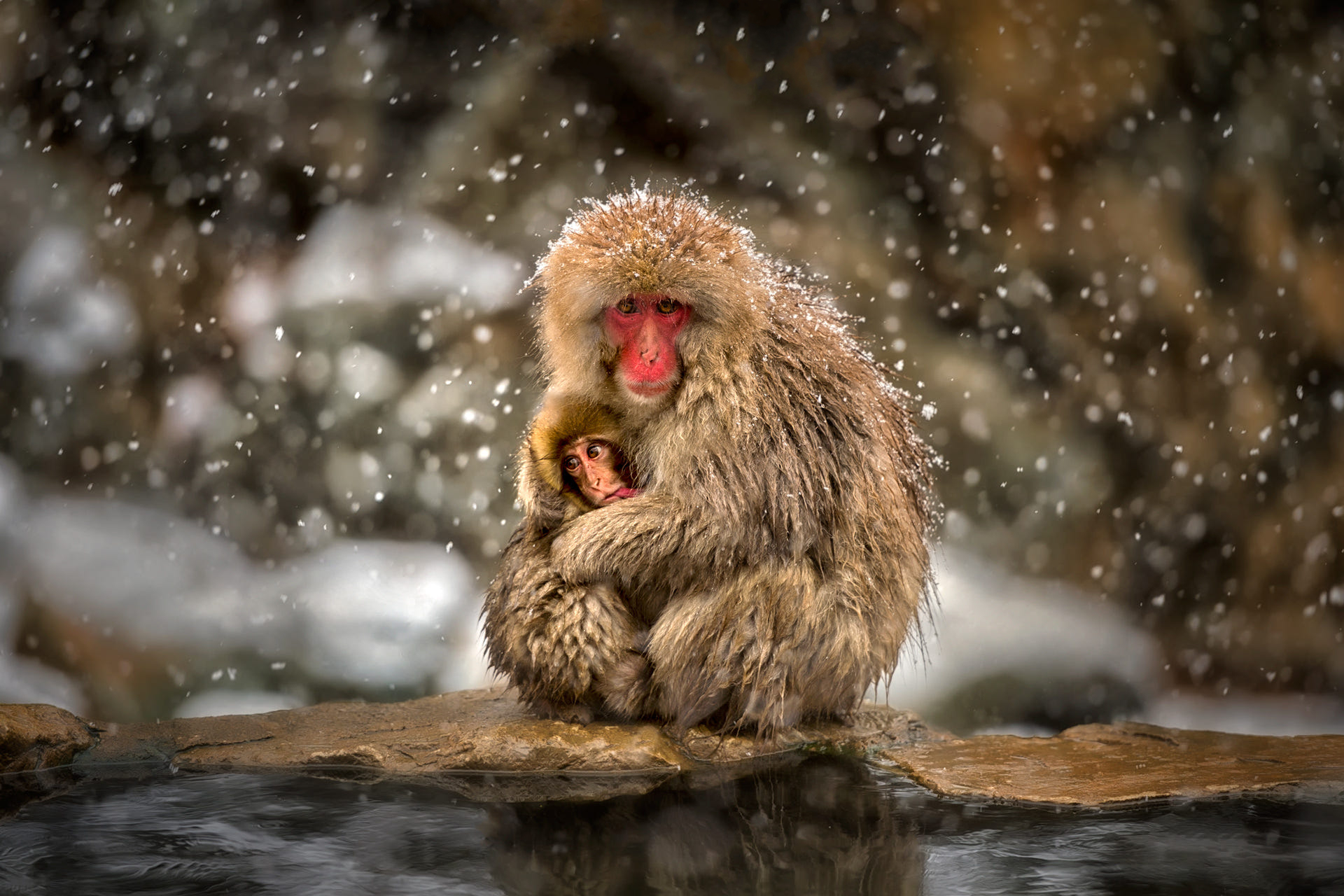 animal, japanese macaque, baby animal, cute, hug, love, macaque, primate, snowfall, monkeys